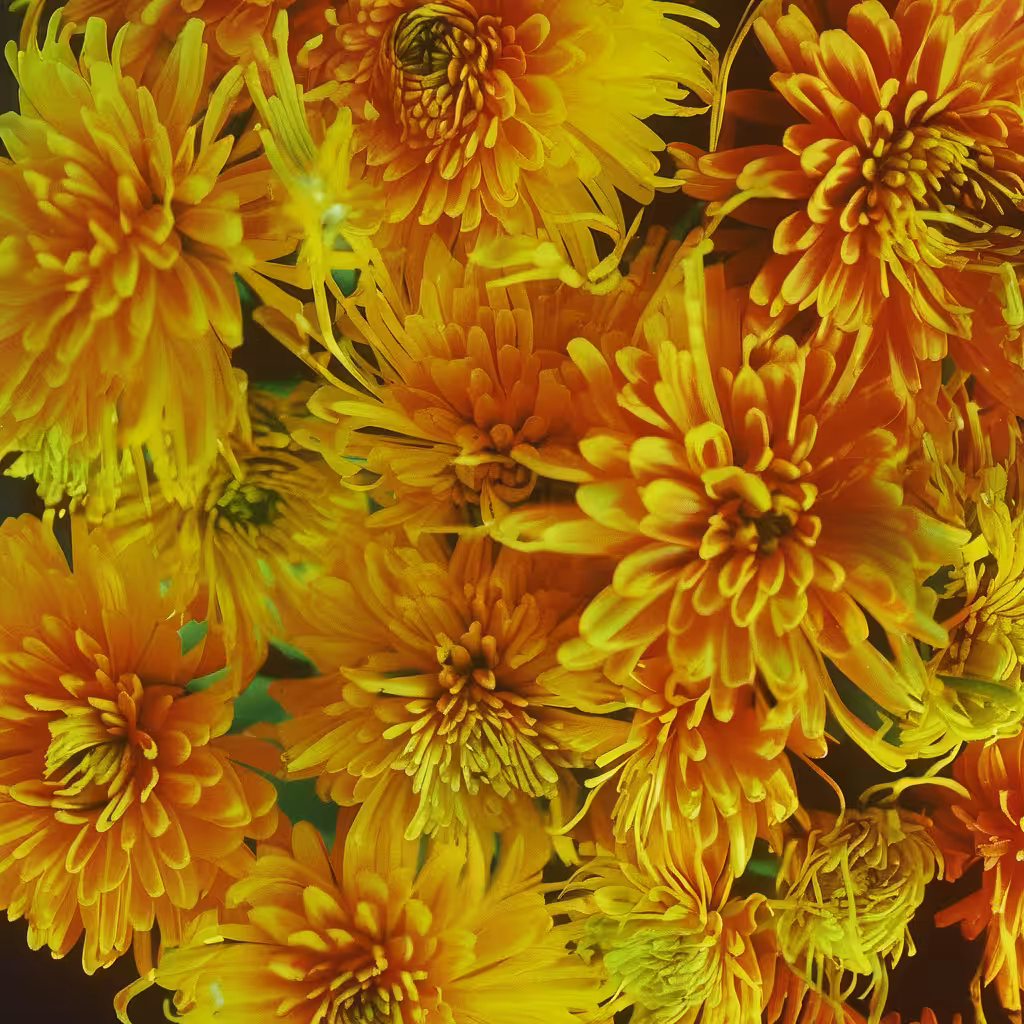 Bloom #26
