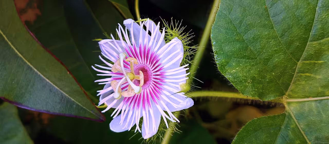 Kelubut Flower
