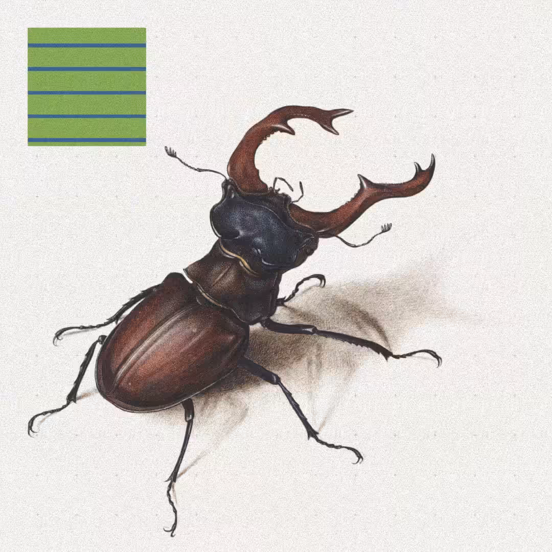 Beetle #9