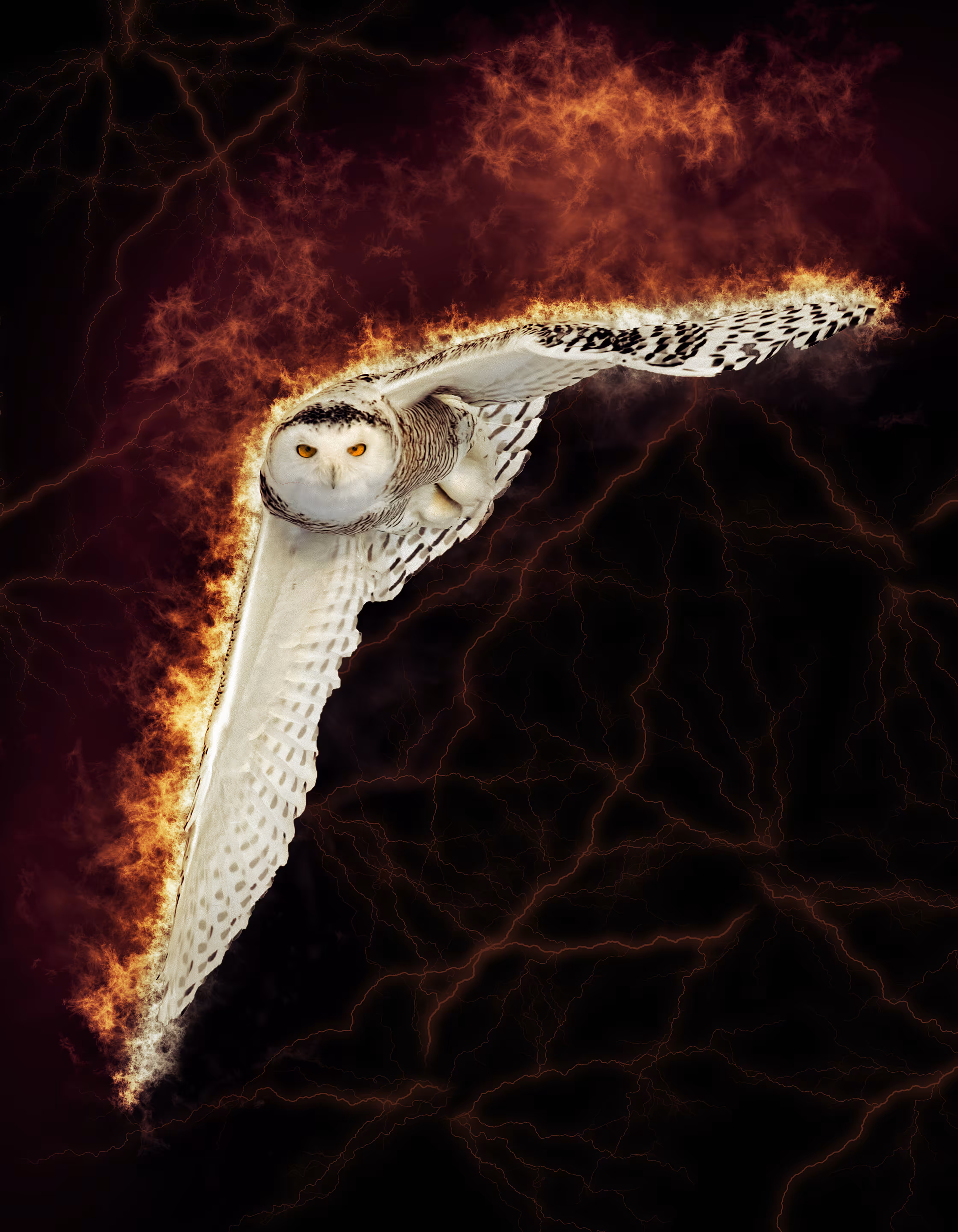 Snowy Owl on Fire