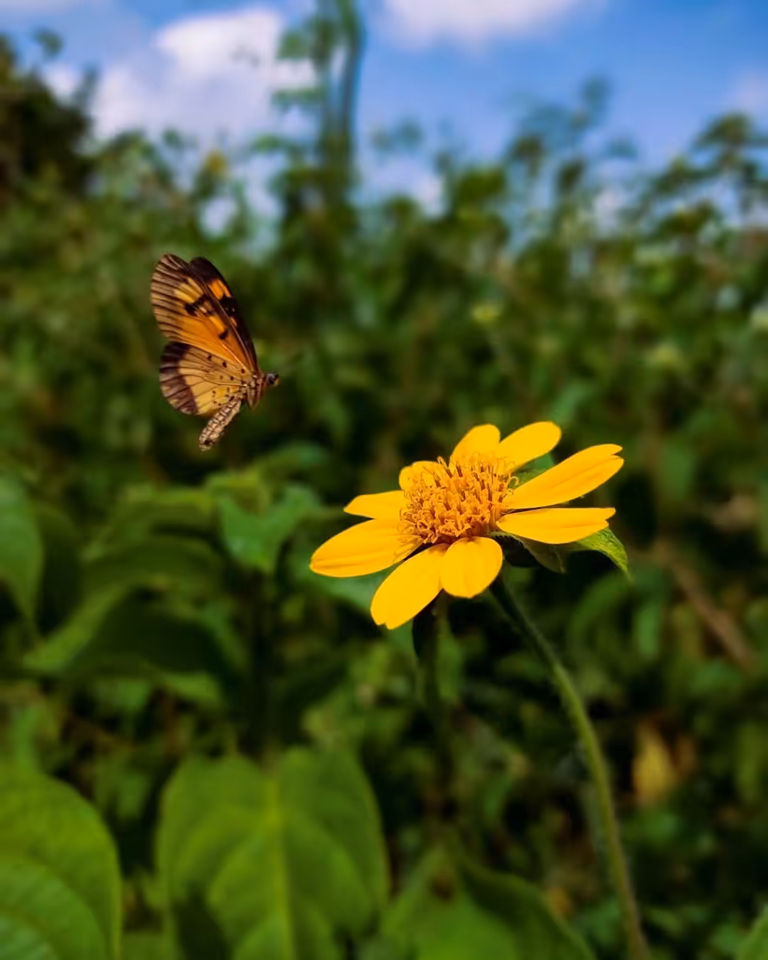 Wings and Flowers