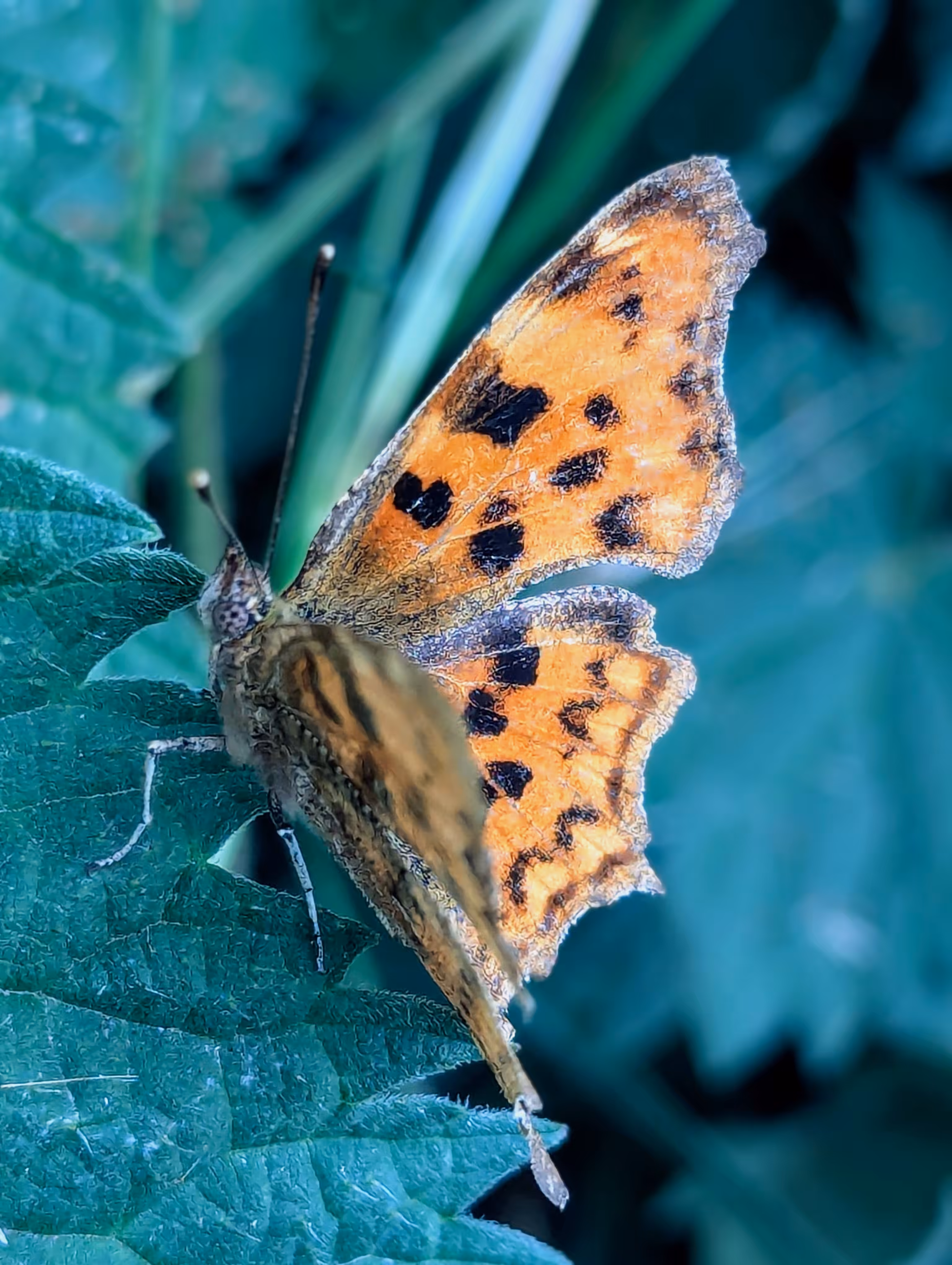 Luke_0x1 Photography : Comma stops 