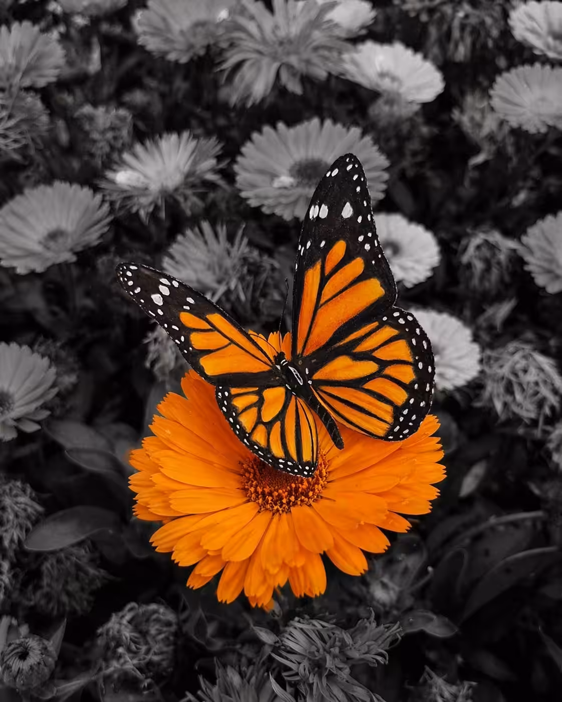 Flight Among Shadows🦋