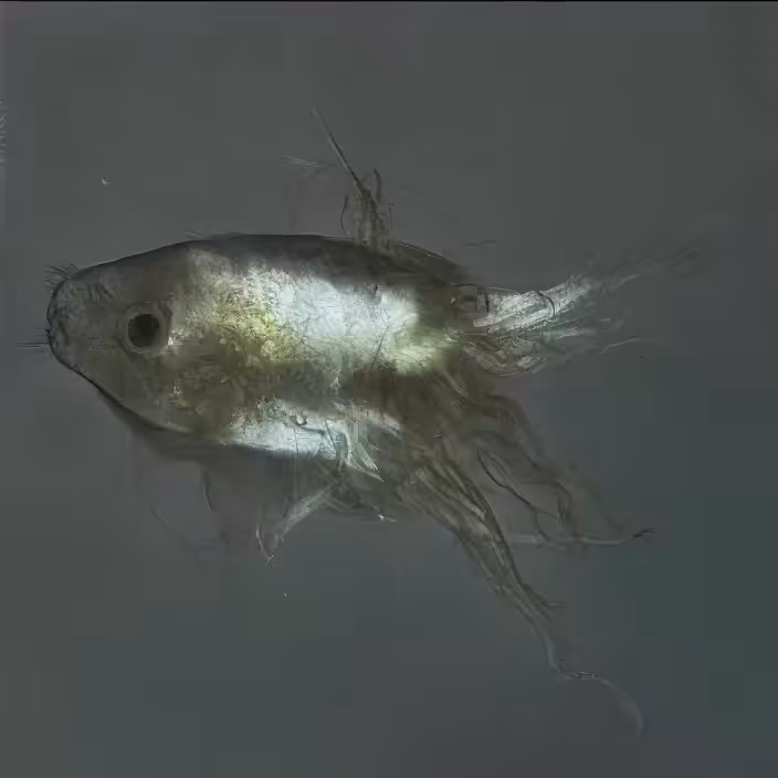 Digicephalopod