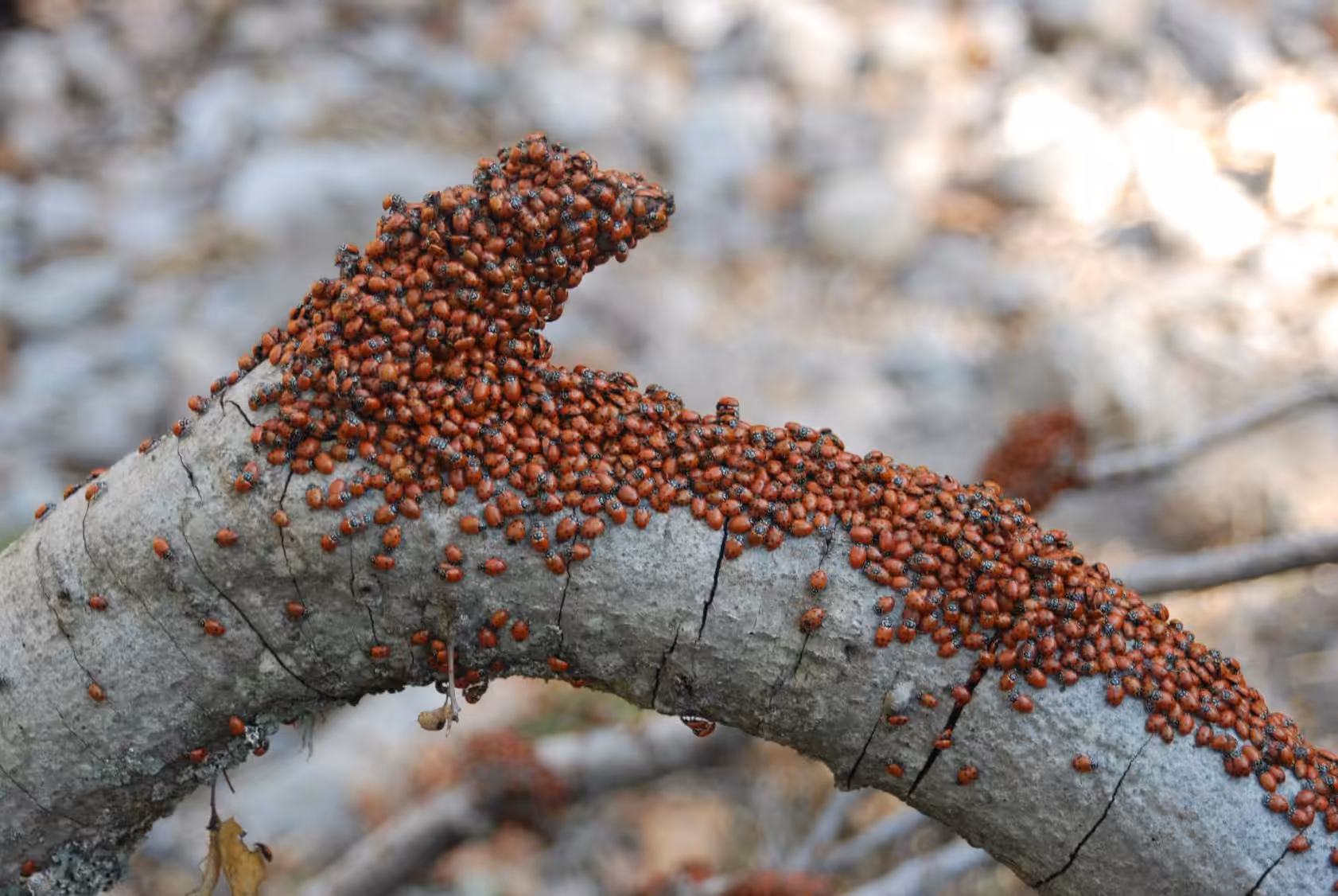 An Accumulation of Ladybugs