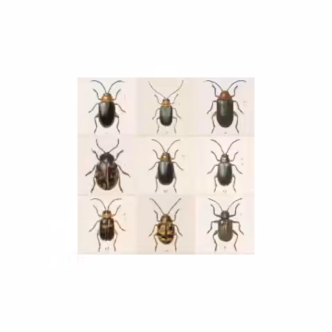confusing coleopterists g004285 3x3