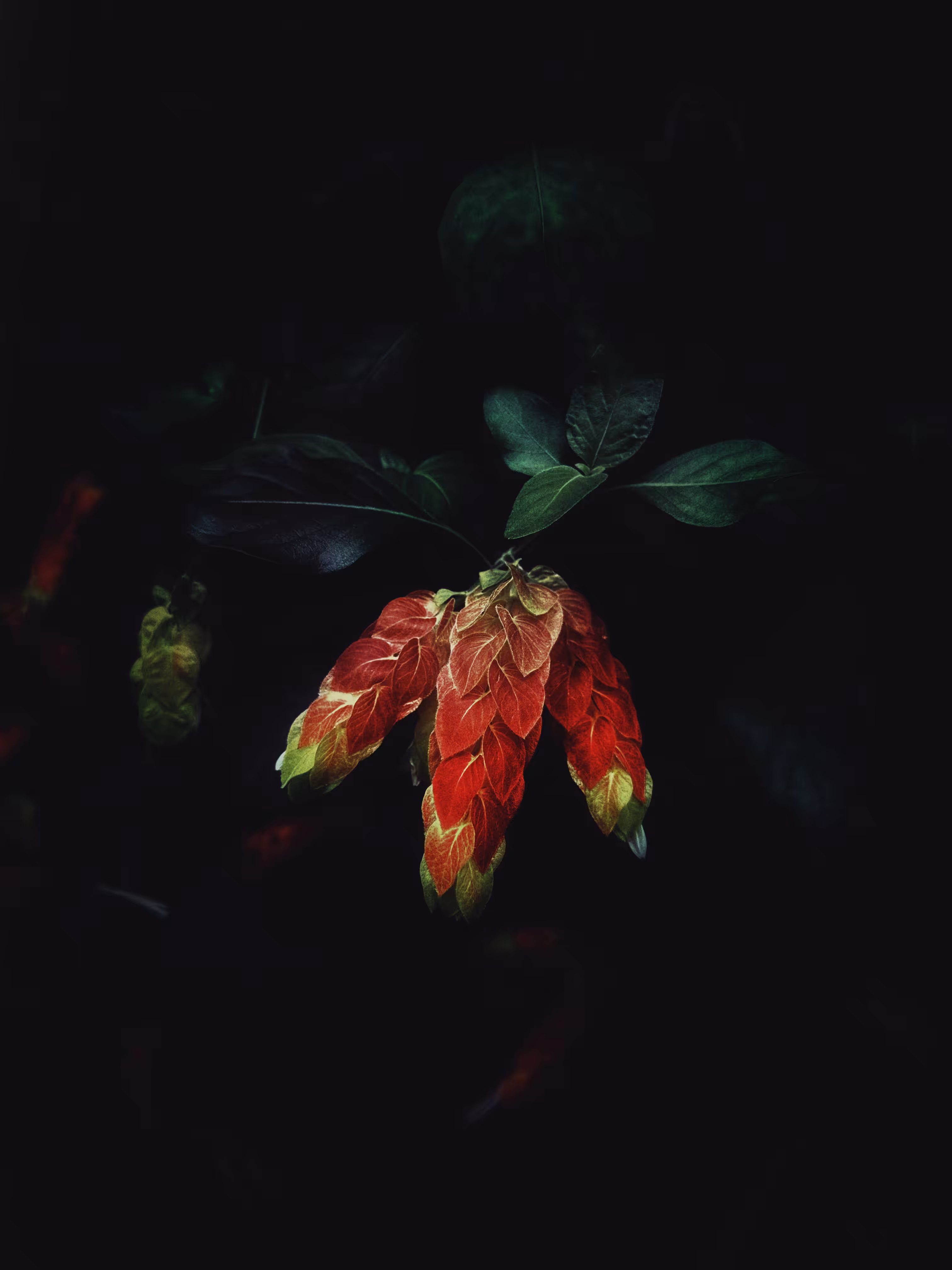 Floral Decadence: Dark Claws