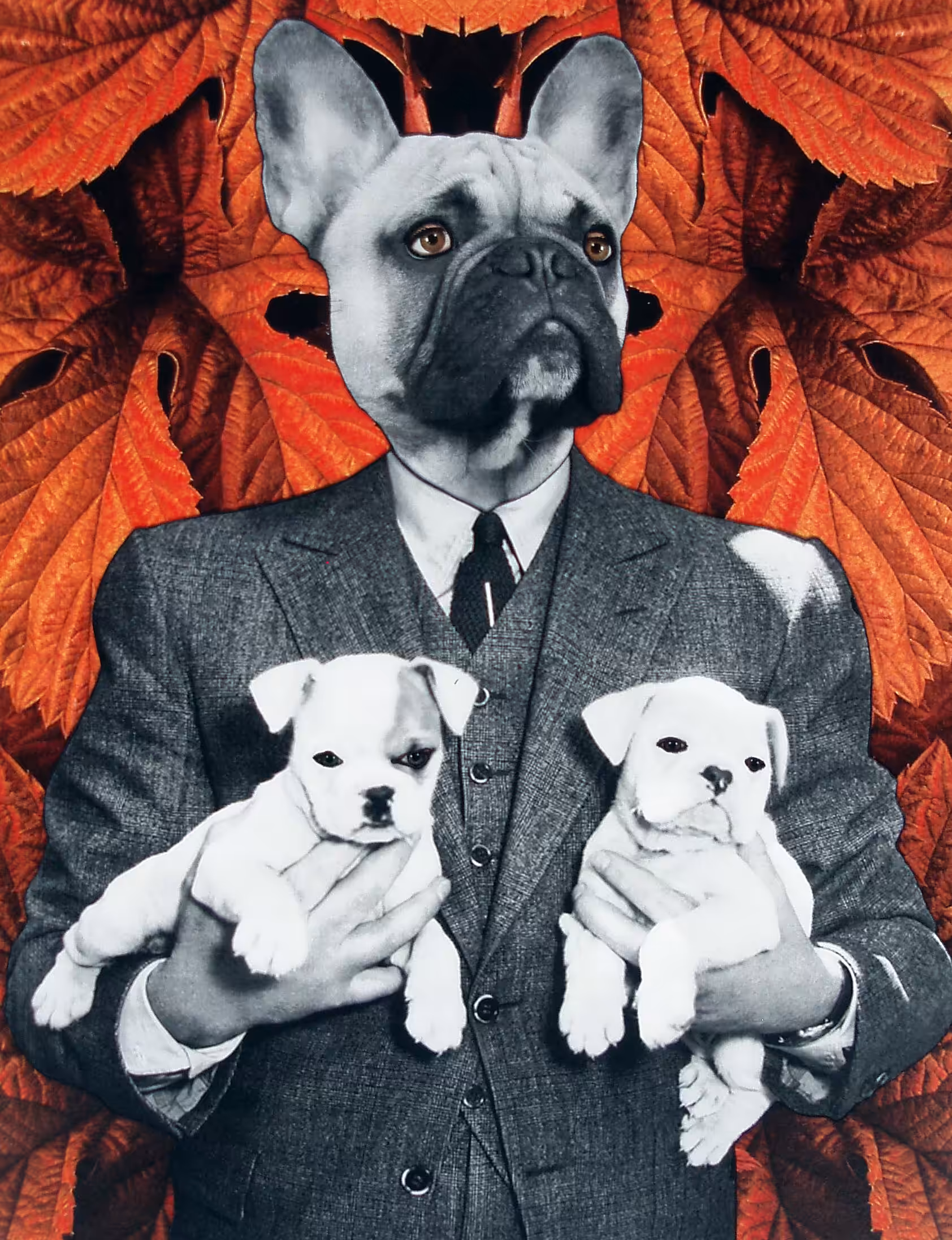 Sir Bull Dogo