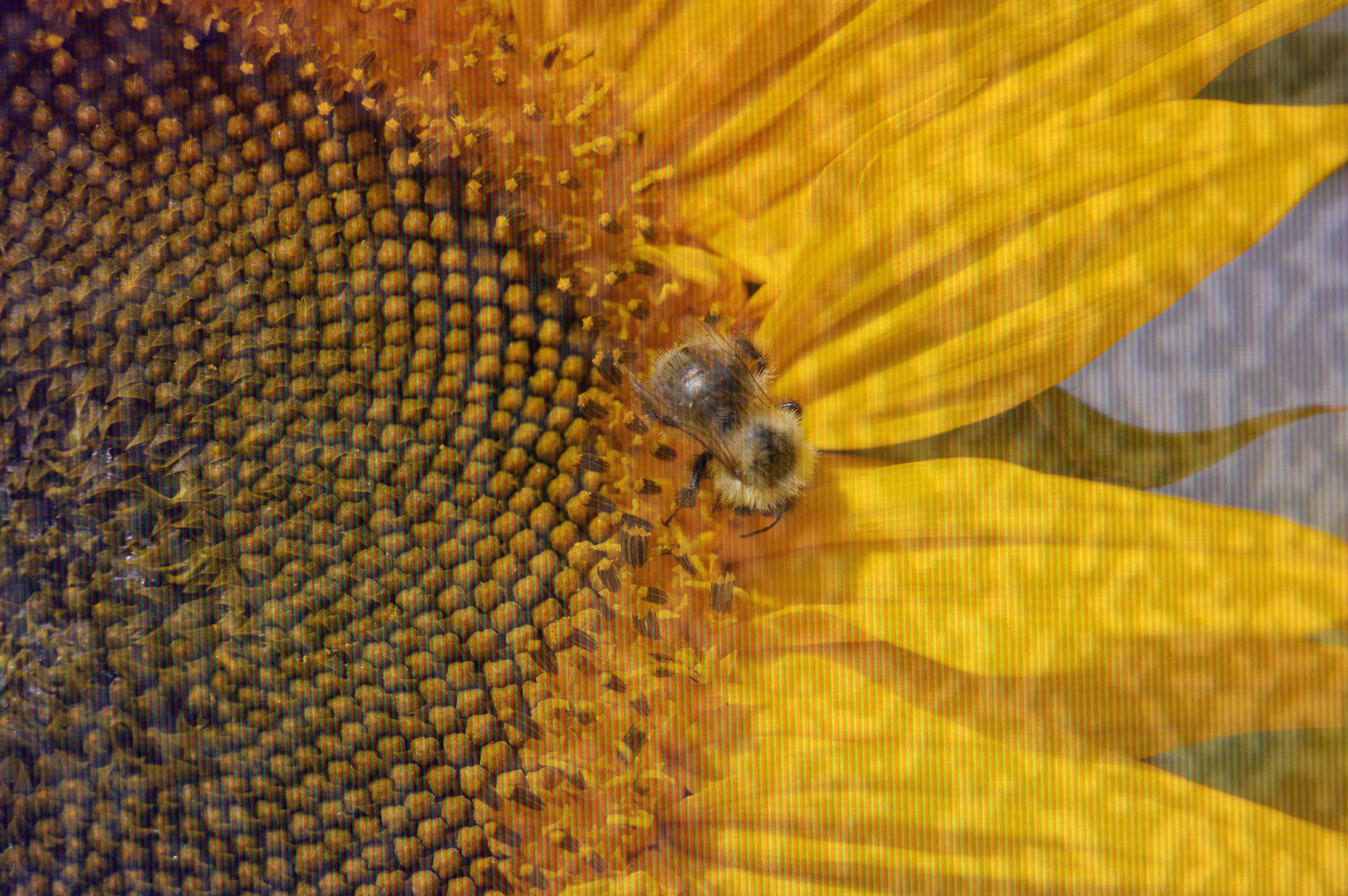 Sun Impactflower #4 : Respect