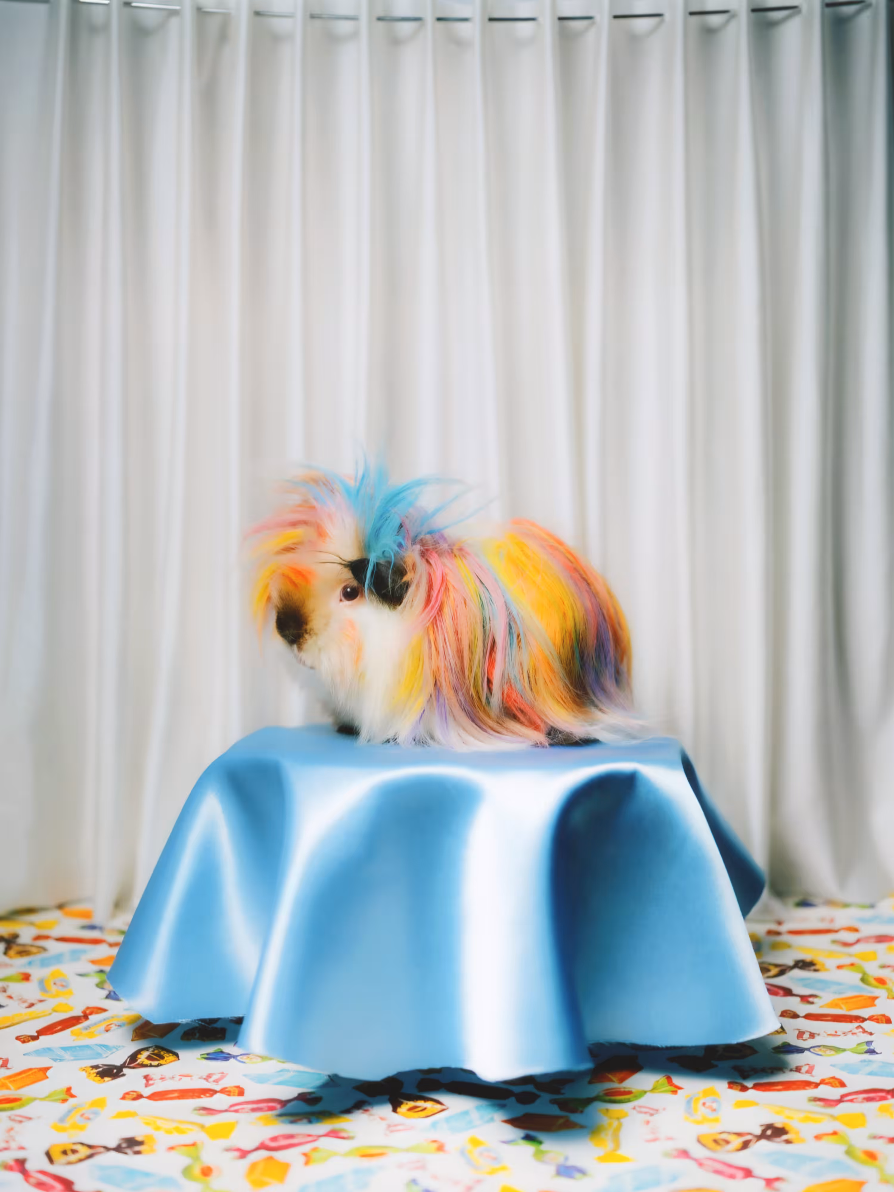 Lafayette — Guinea Pig ③