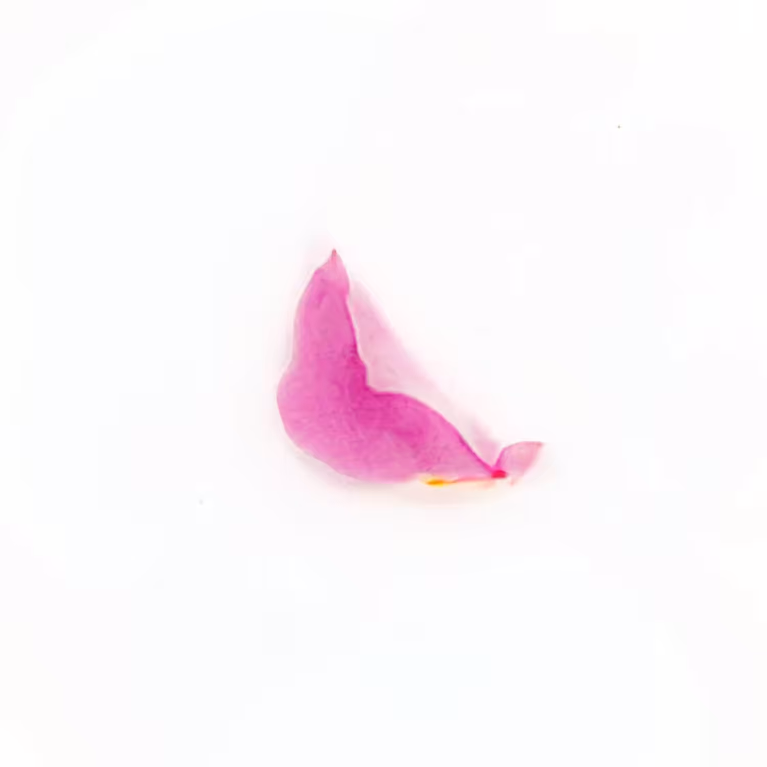 Infinite Petals 1x1#32