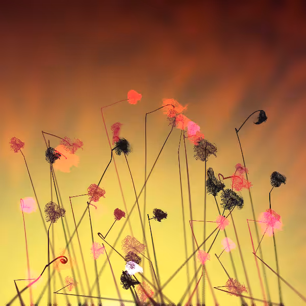 Cottongrass #15
