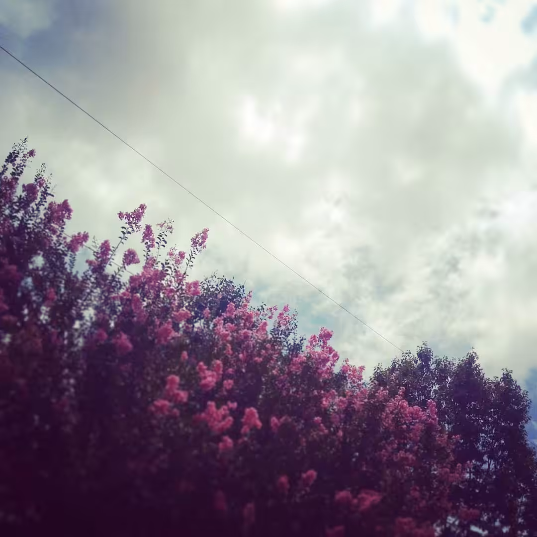 Flowers for my Friends #2 "Reach for the Sky"