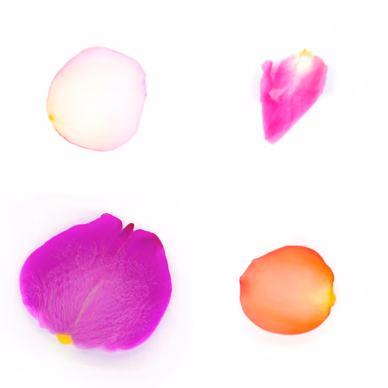 Infinite Petals 2x2#3855