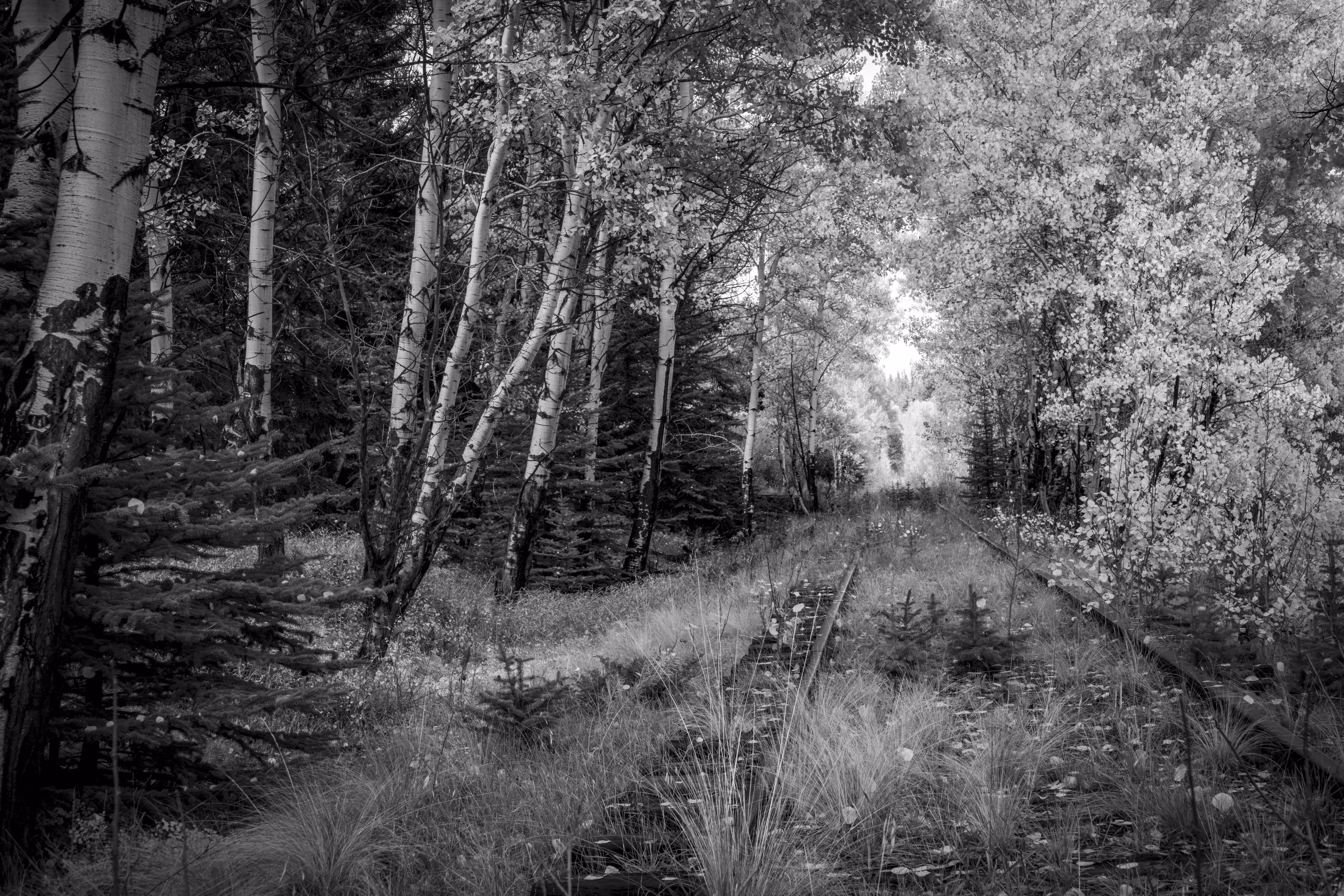 Lost and Forgotten