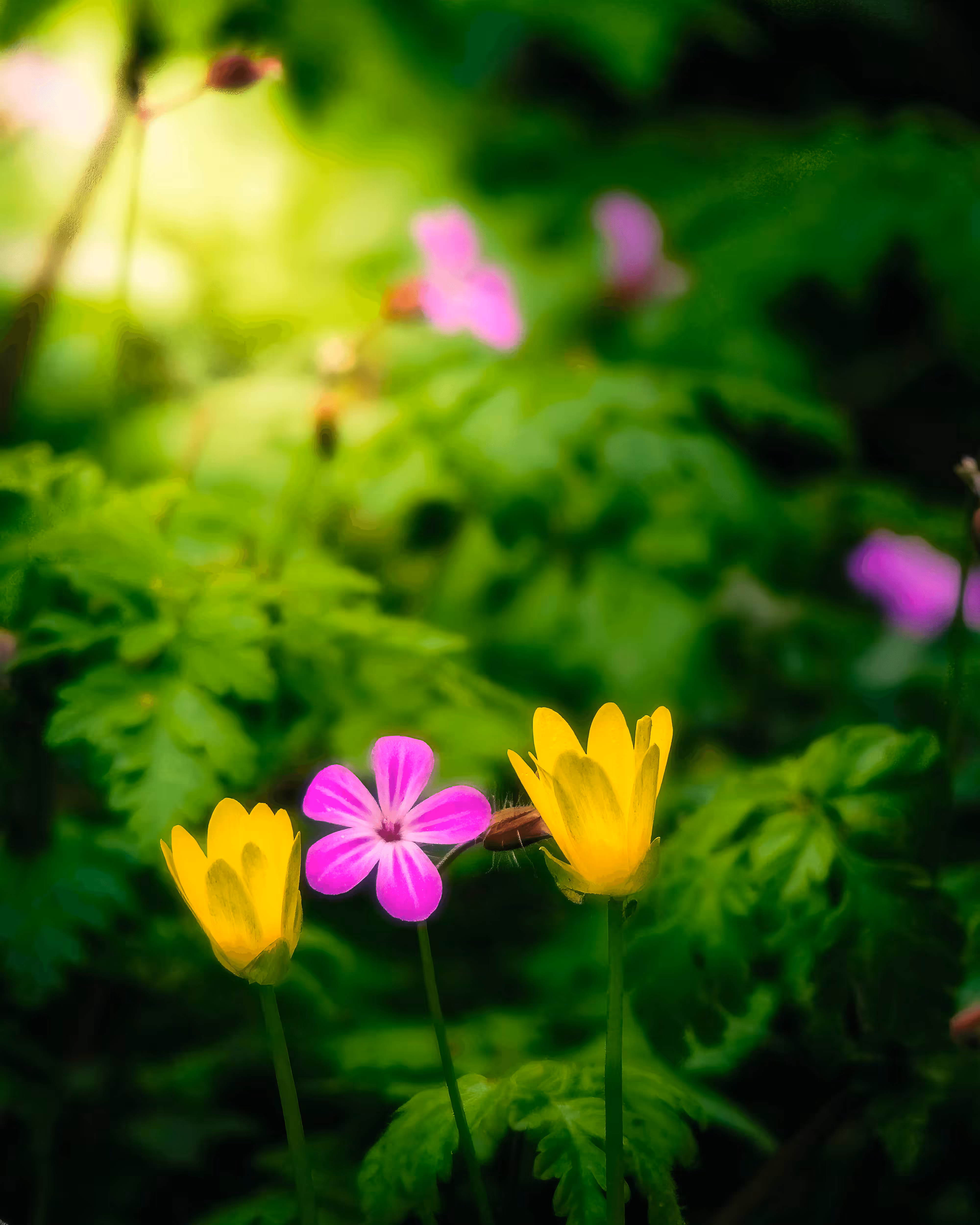 Awakening Spring Wildflowers