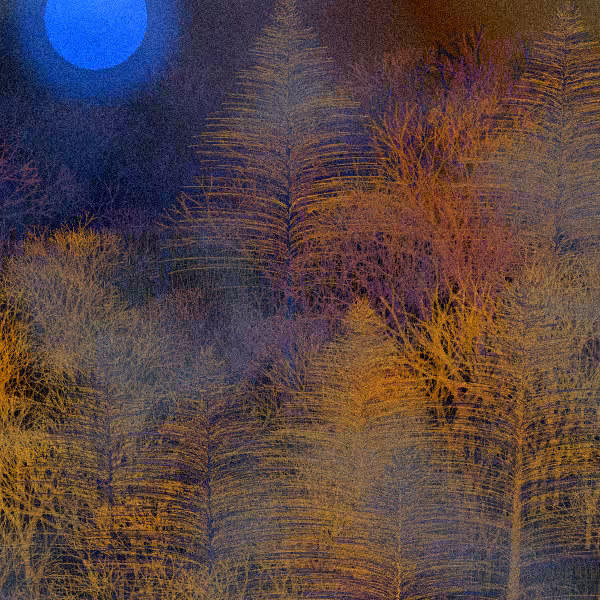 Moonlit Native Bush #1