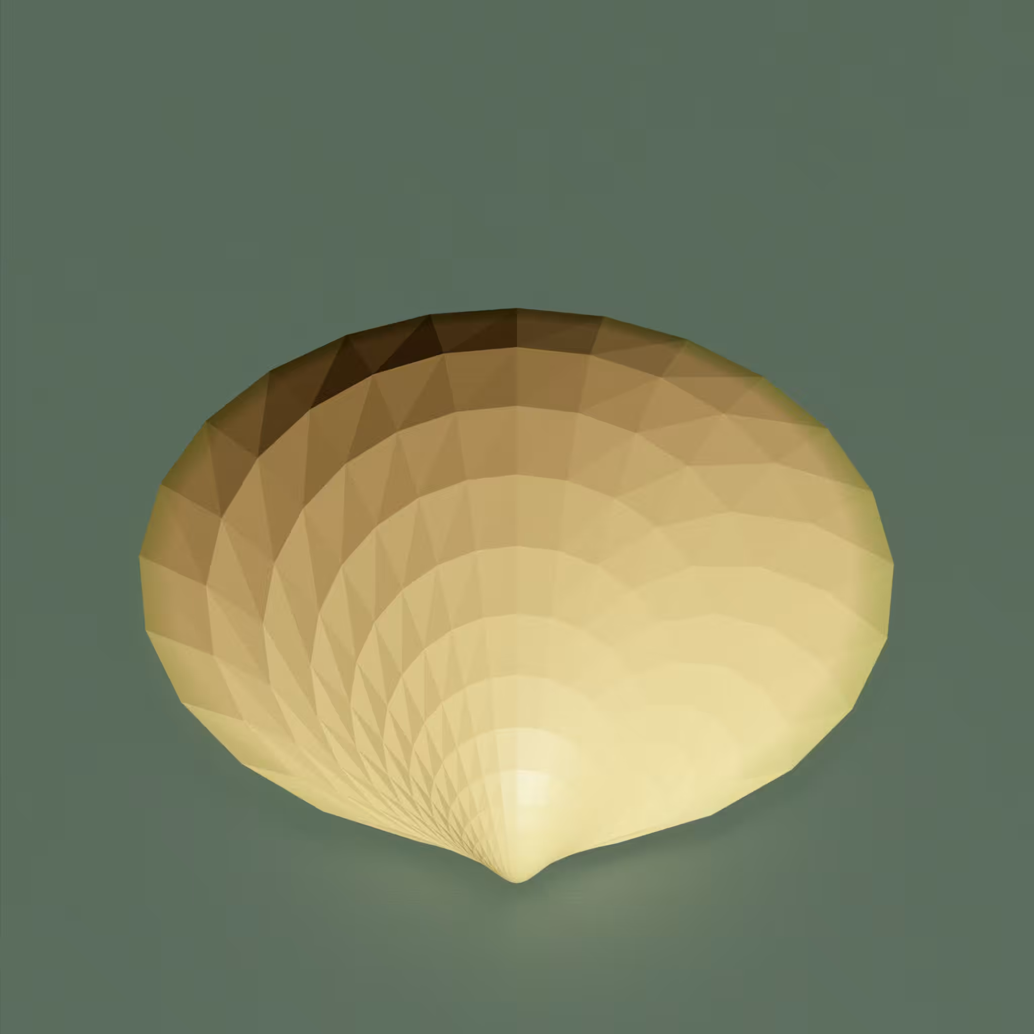 Glycymeris 3