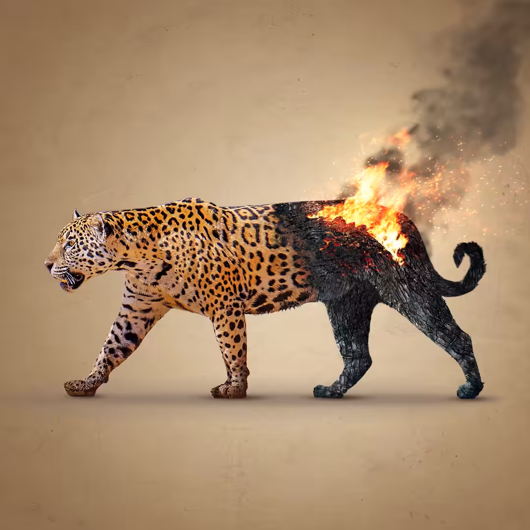 Onça Pintada