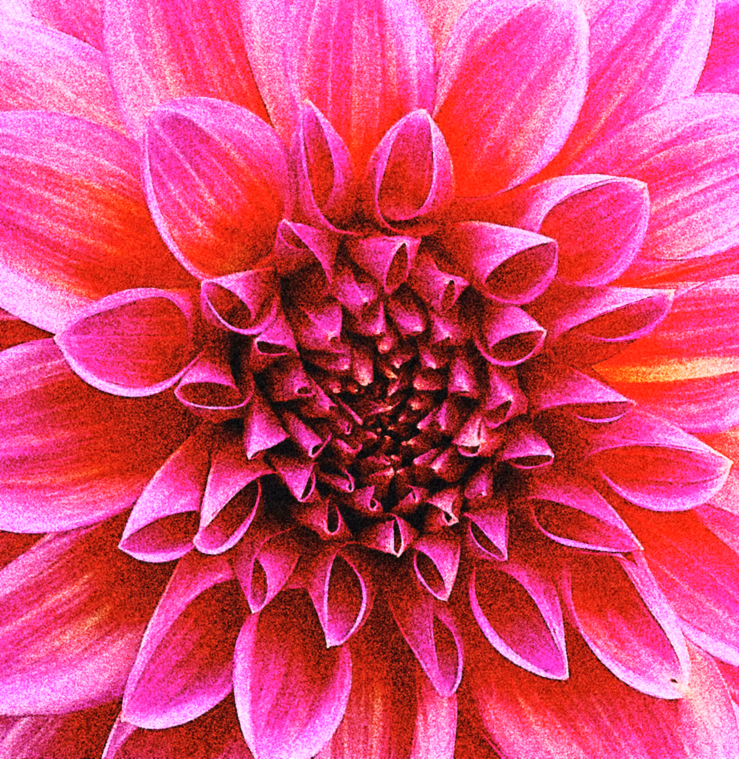 Grains of Dahlia