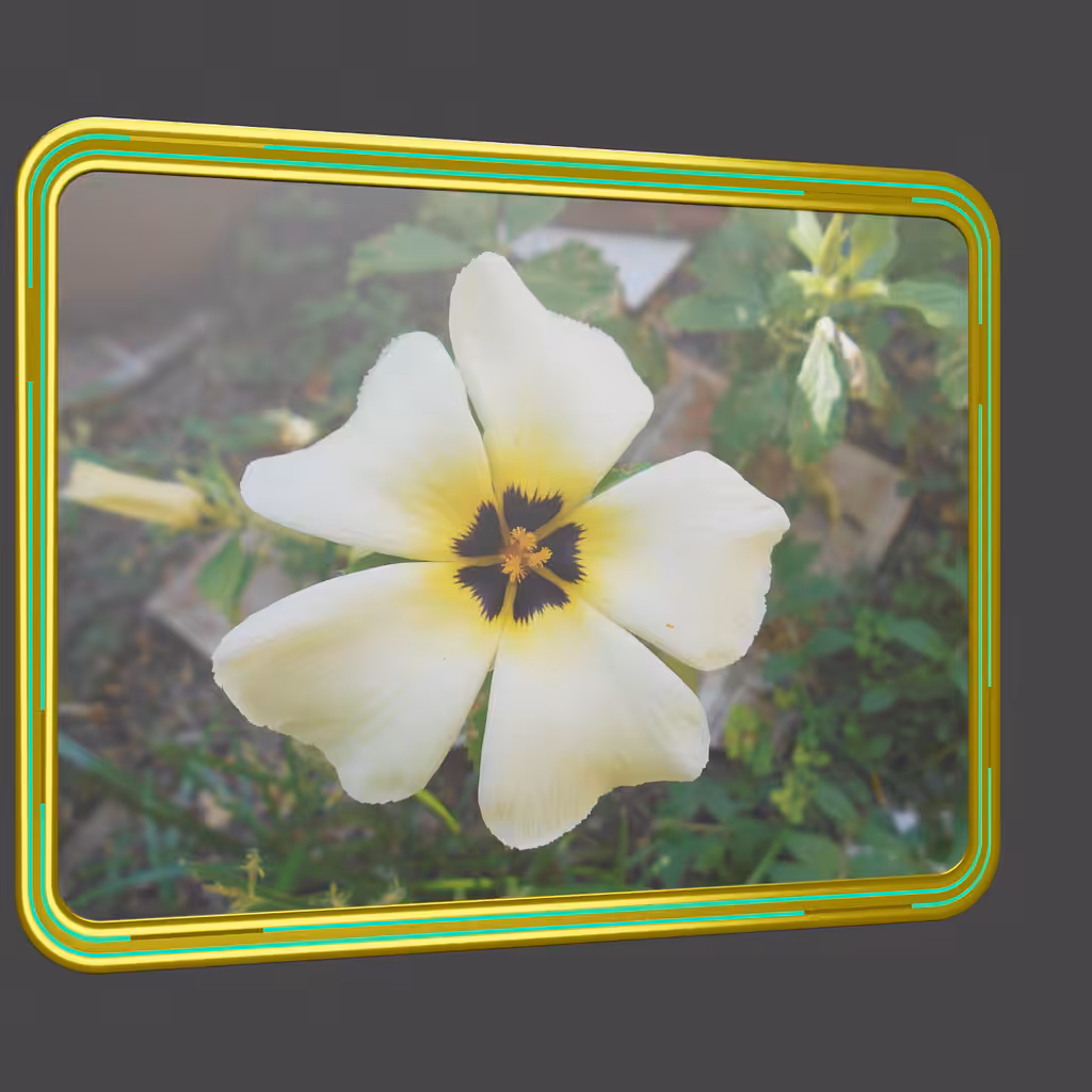 Turnera Subulata