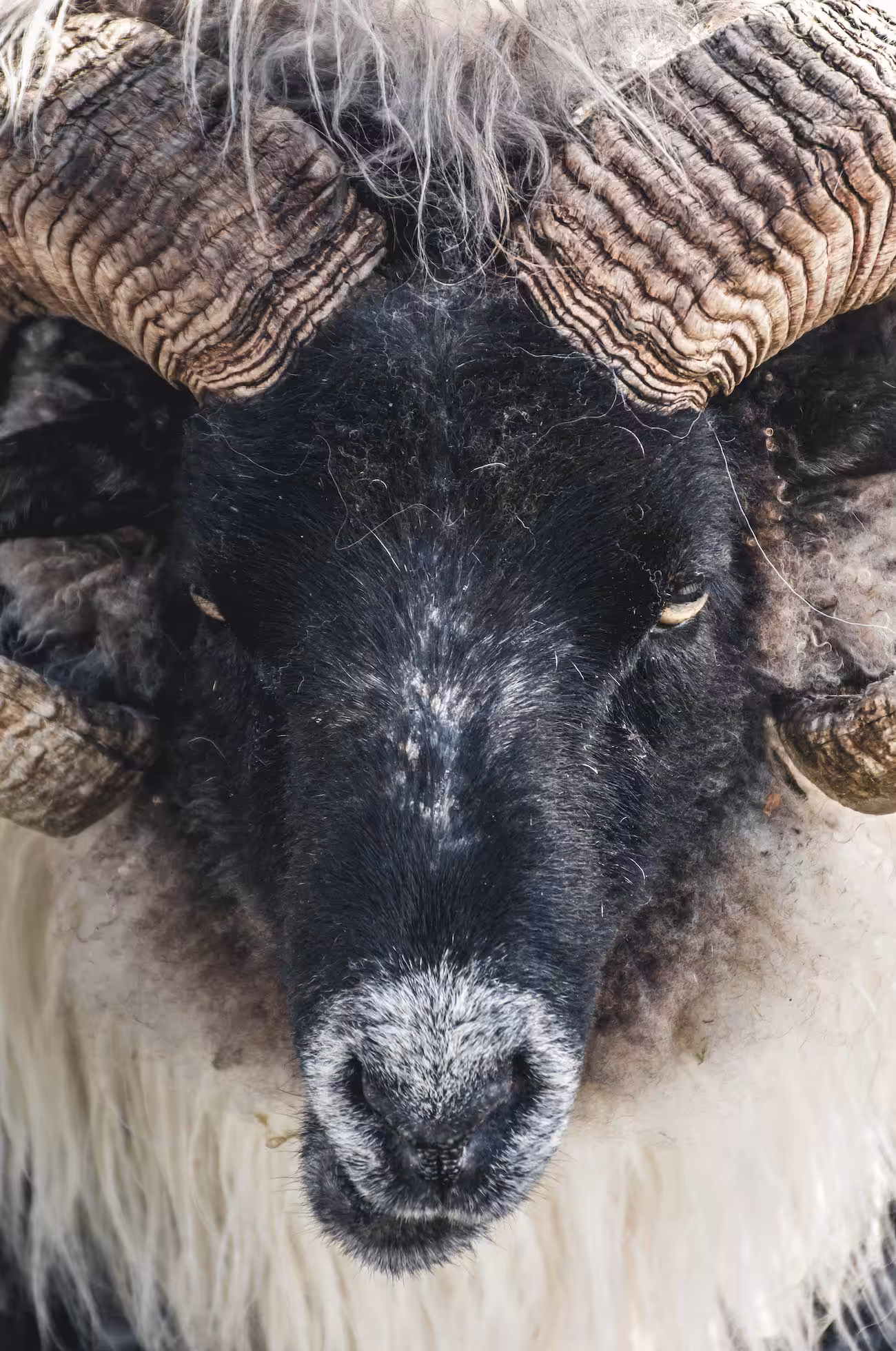 Angry sheep