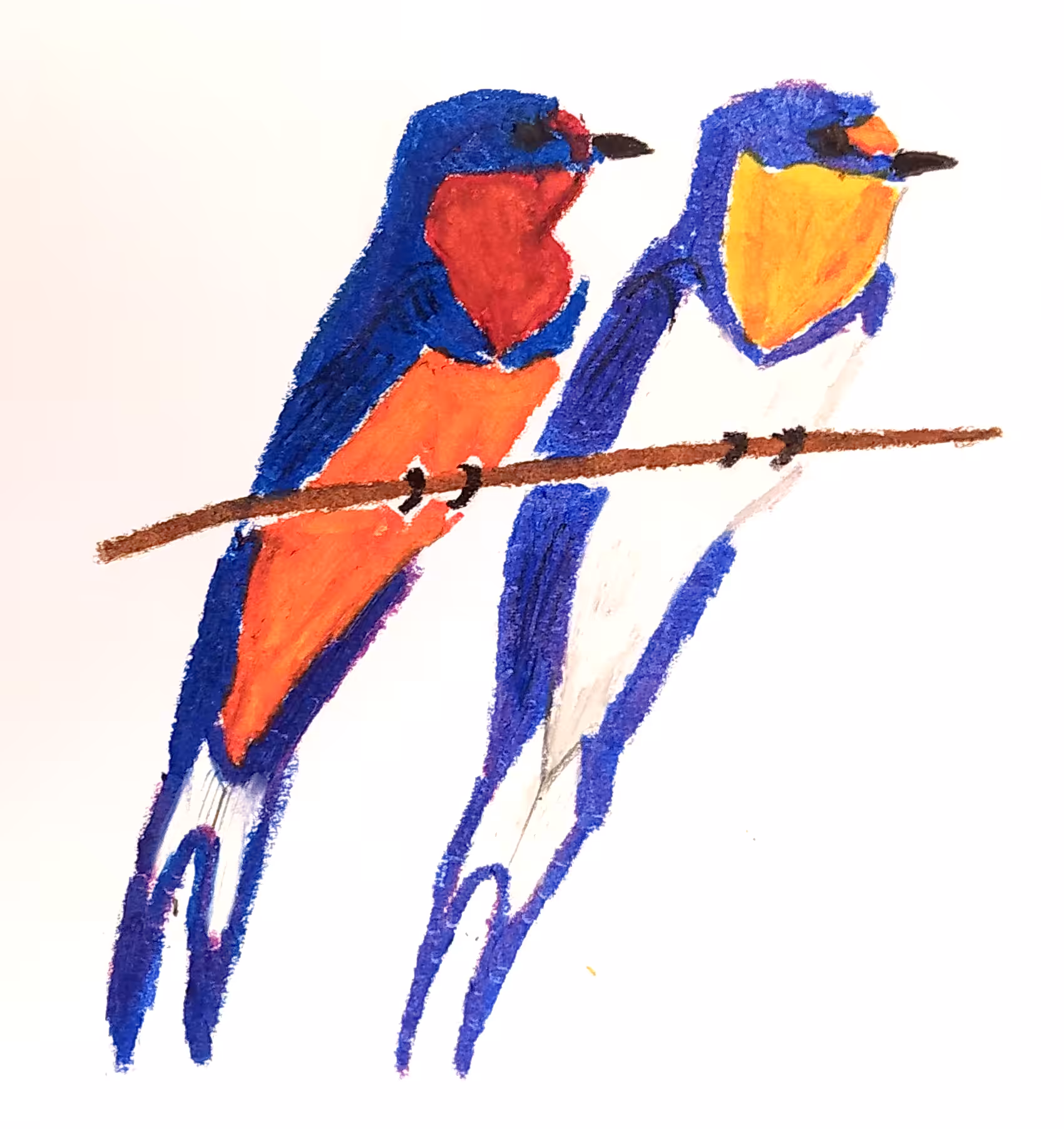 pareja de golondrinas tijereta