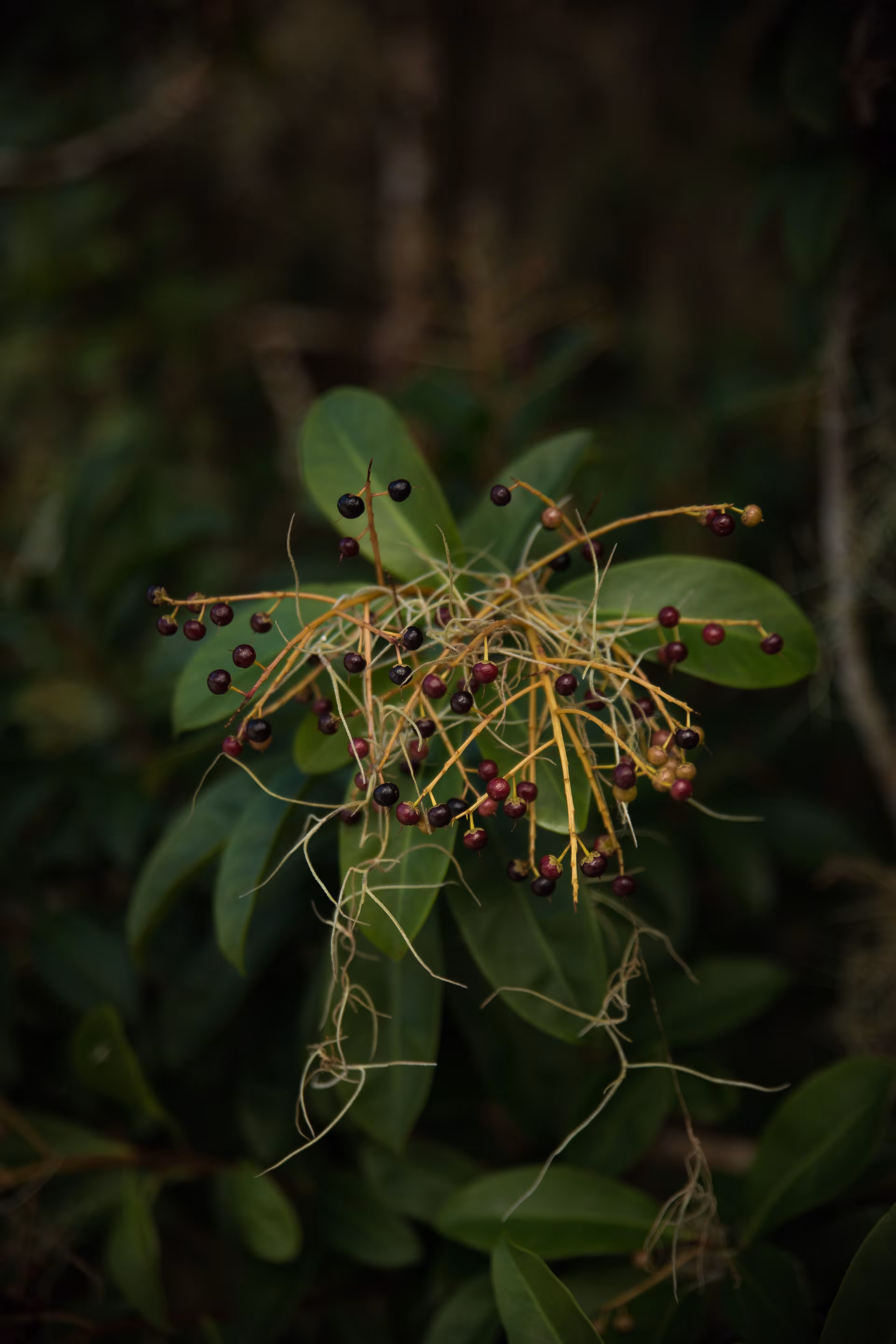 the plant portrait