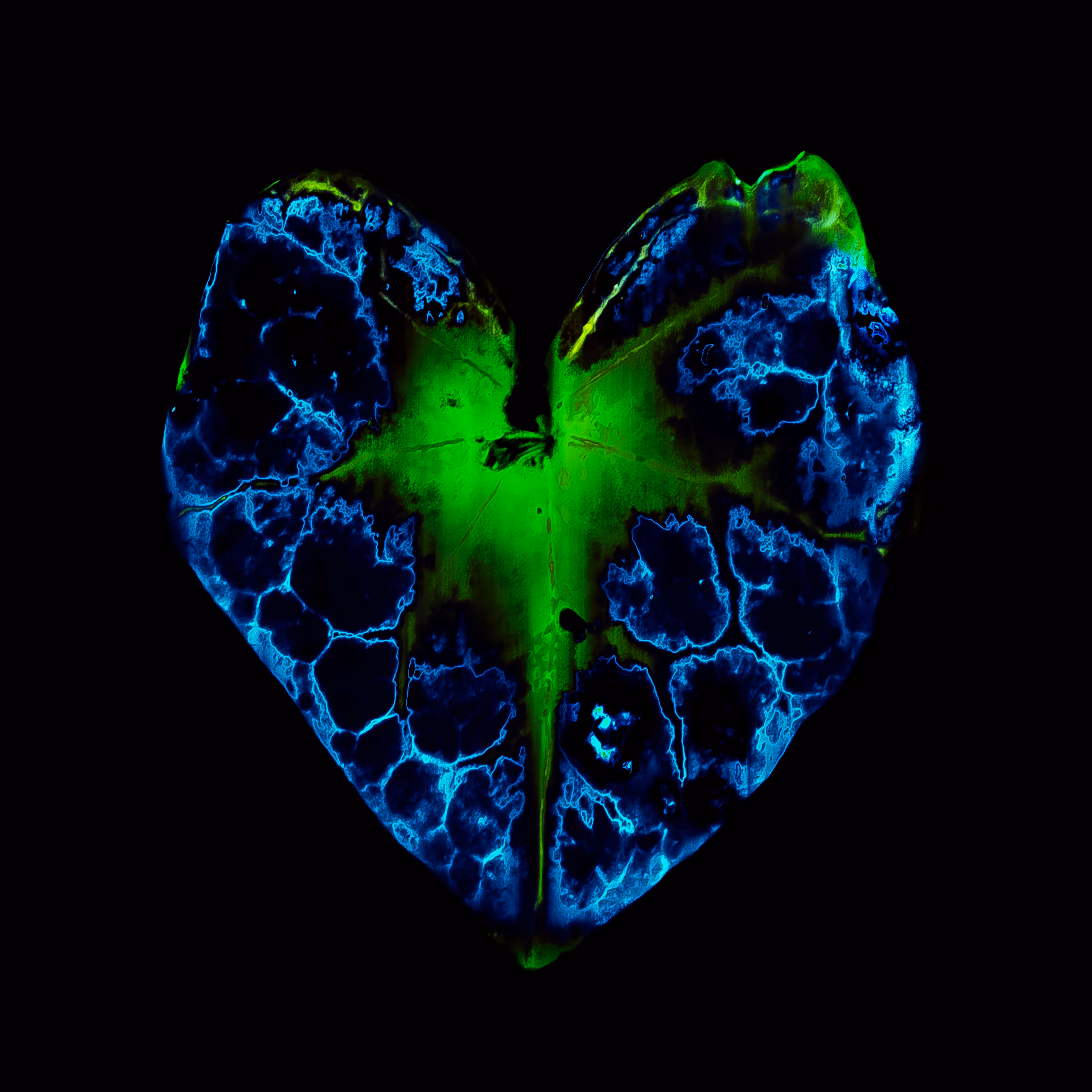 Heart 3.3