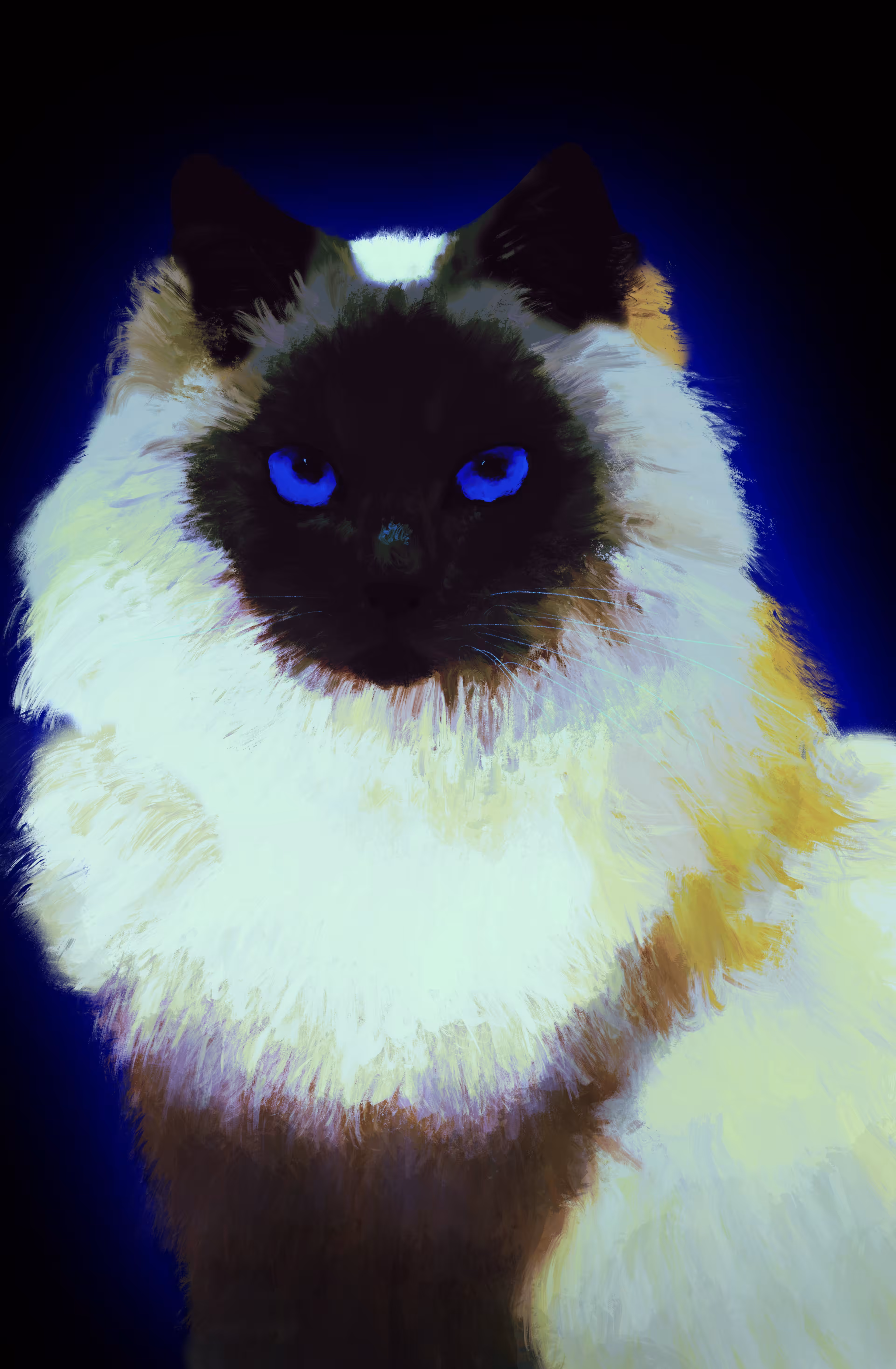 Royal Blue Ragdoll