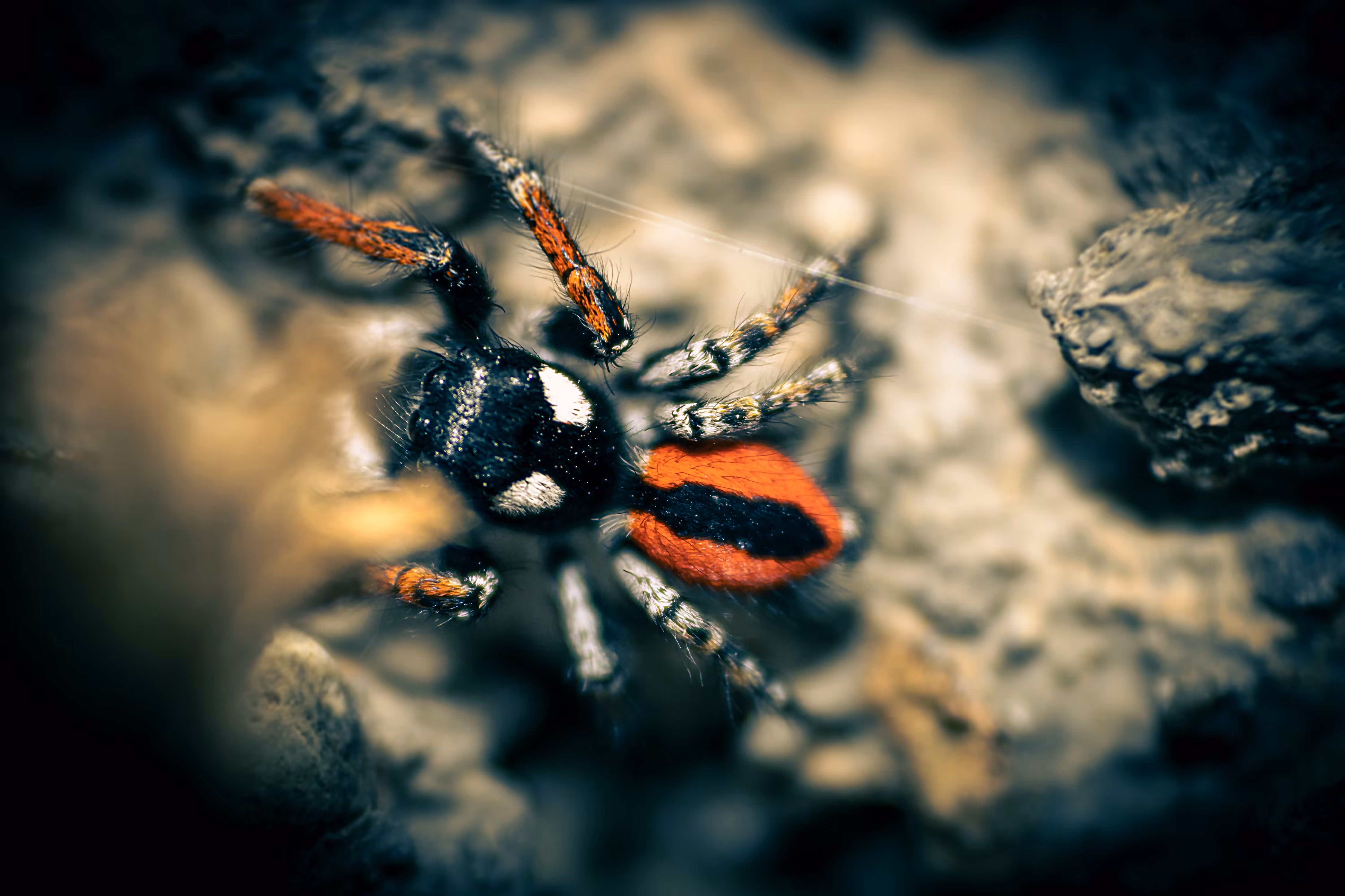 Just a spider #3