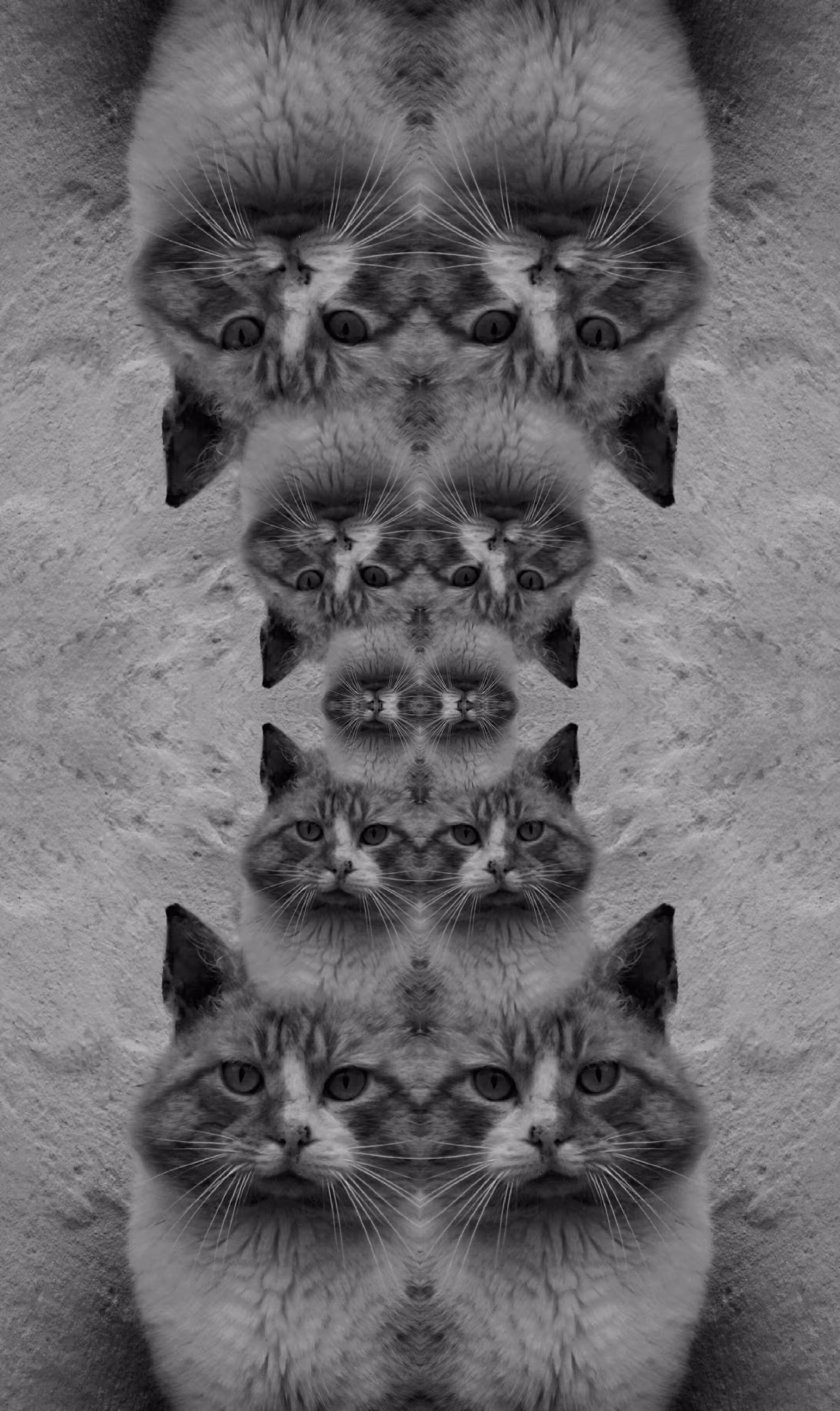 MEOW