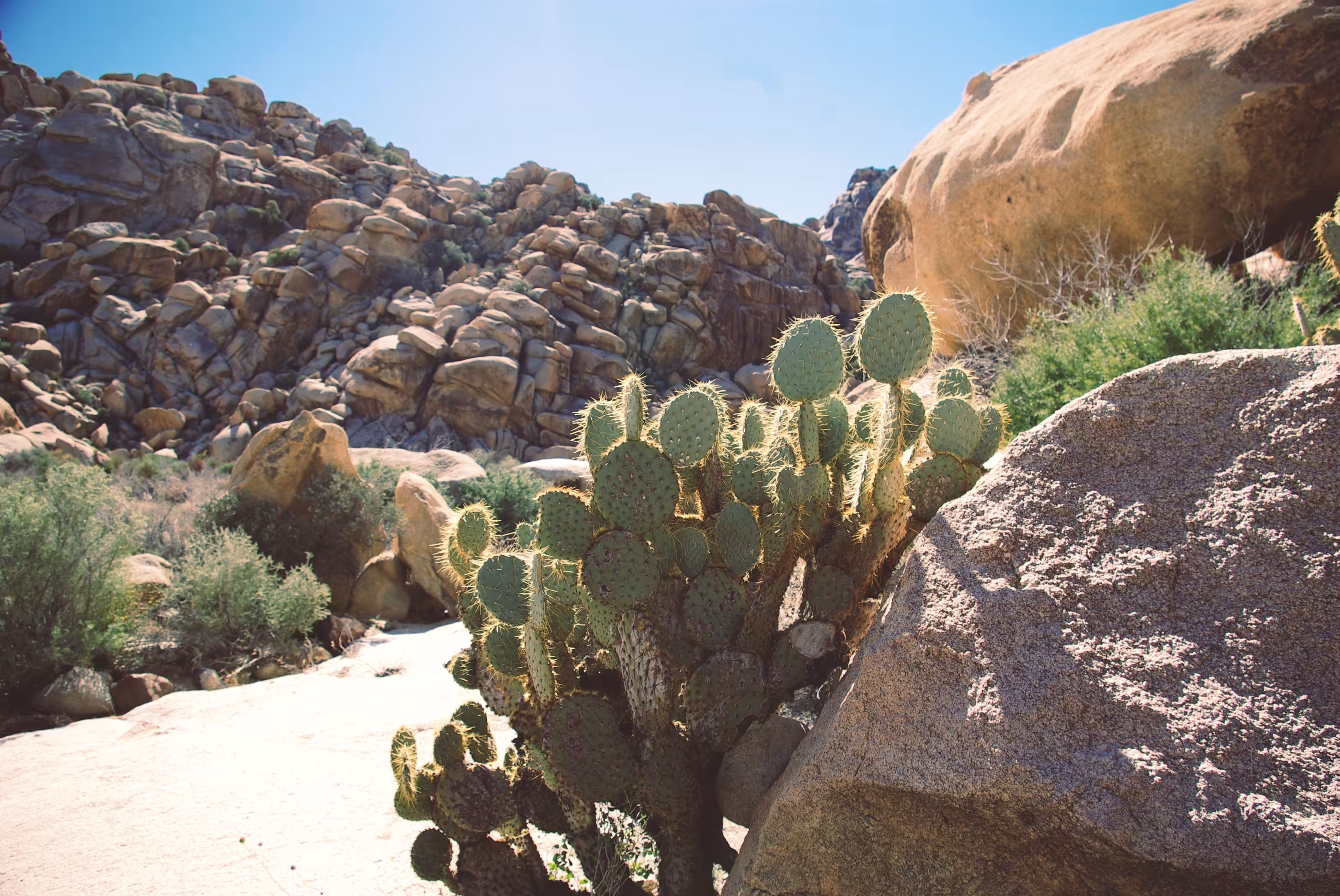 Opuntia