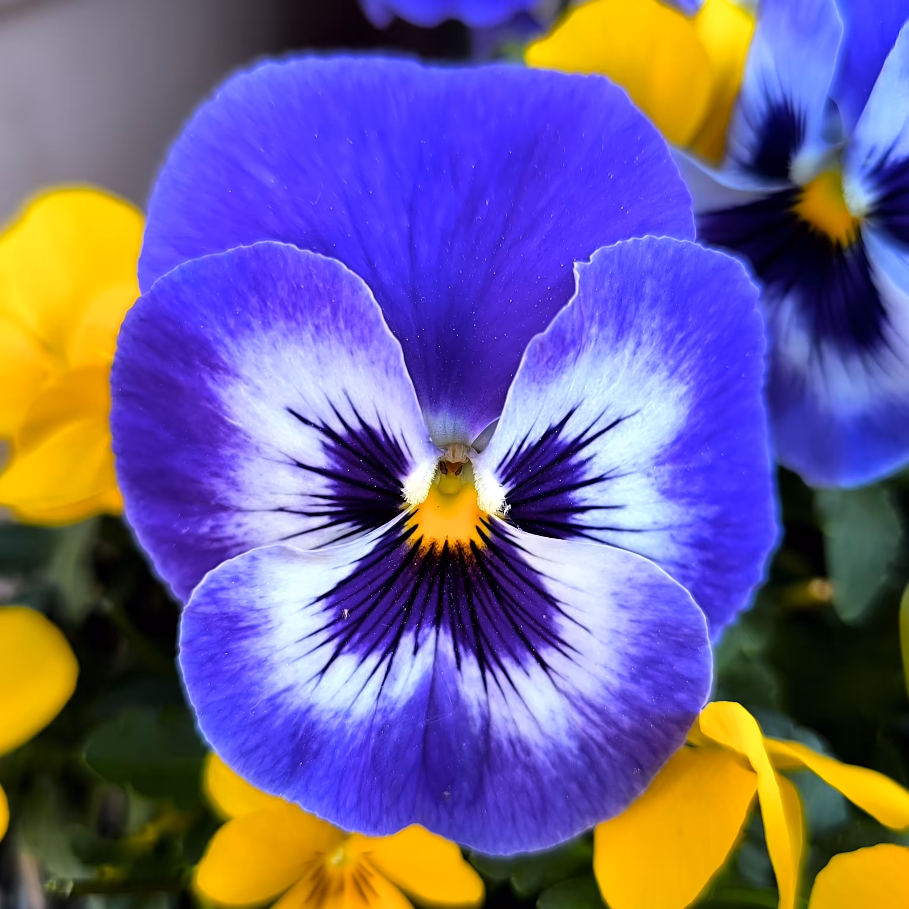 Little Face of Spring