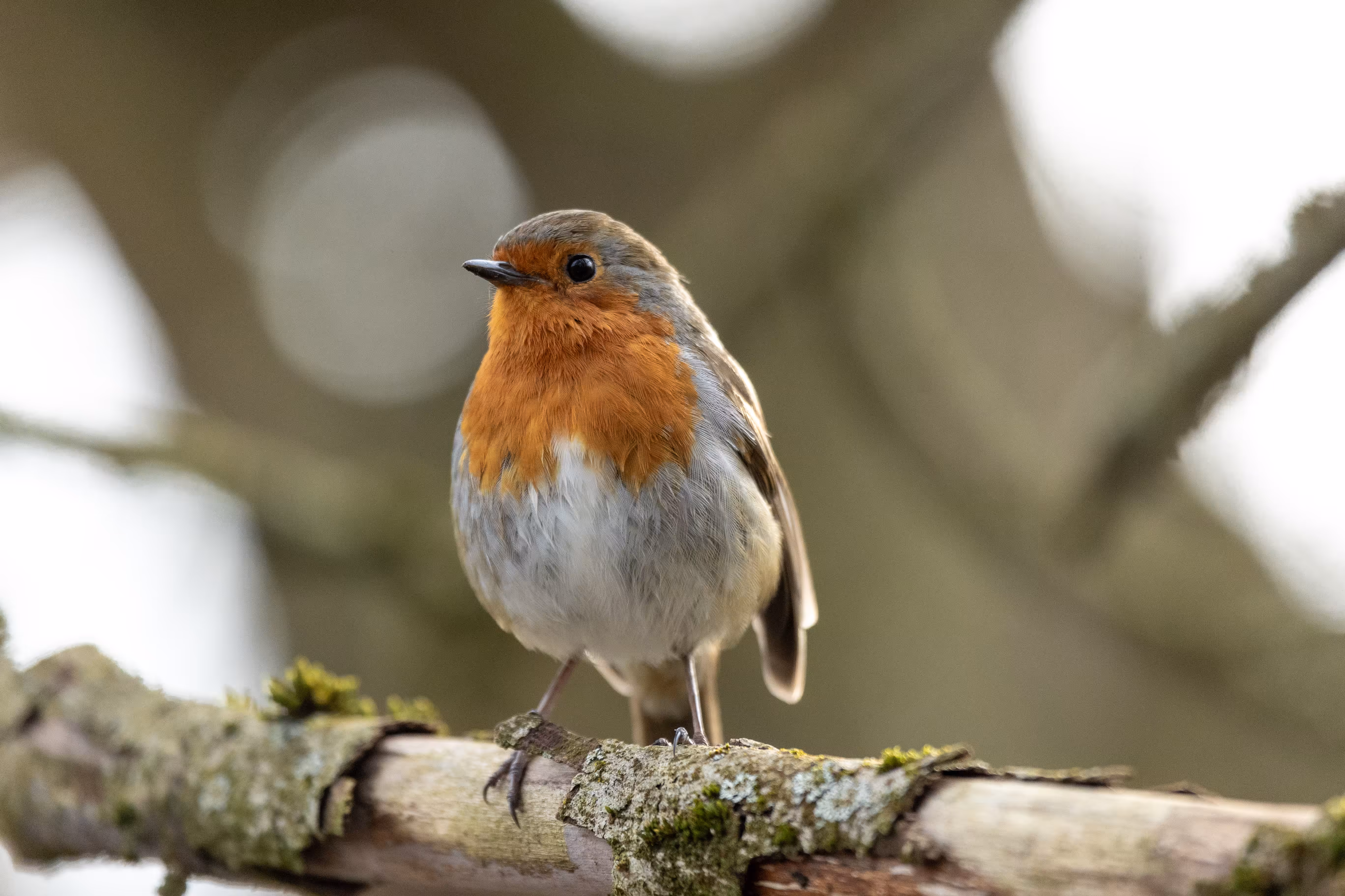 The Little Robin 2