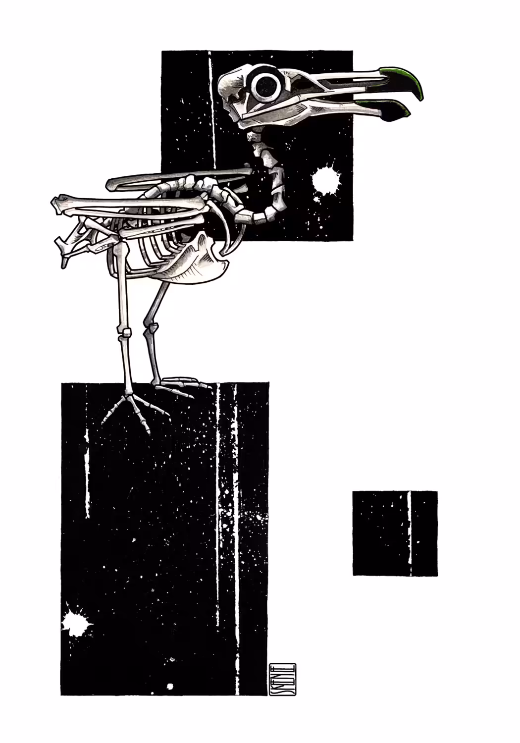 Seagull Skeleton