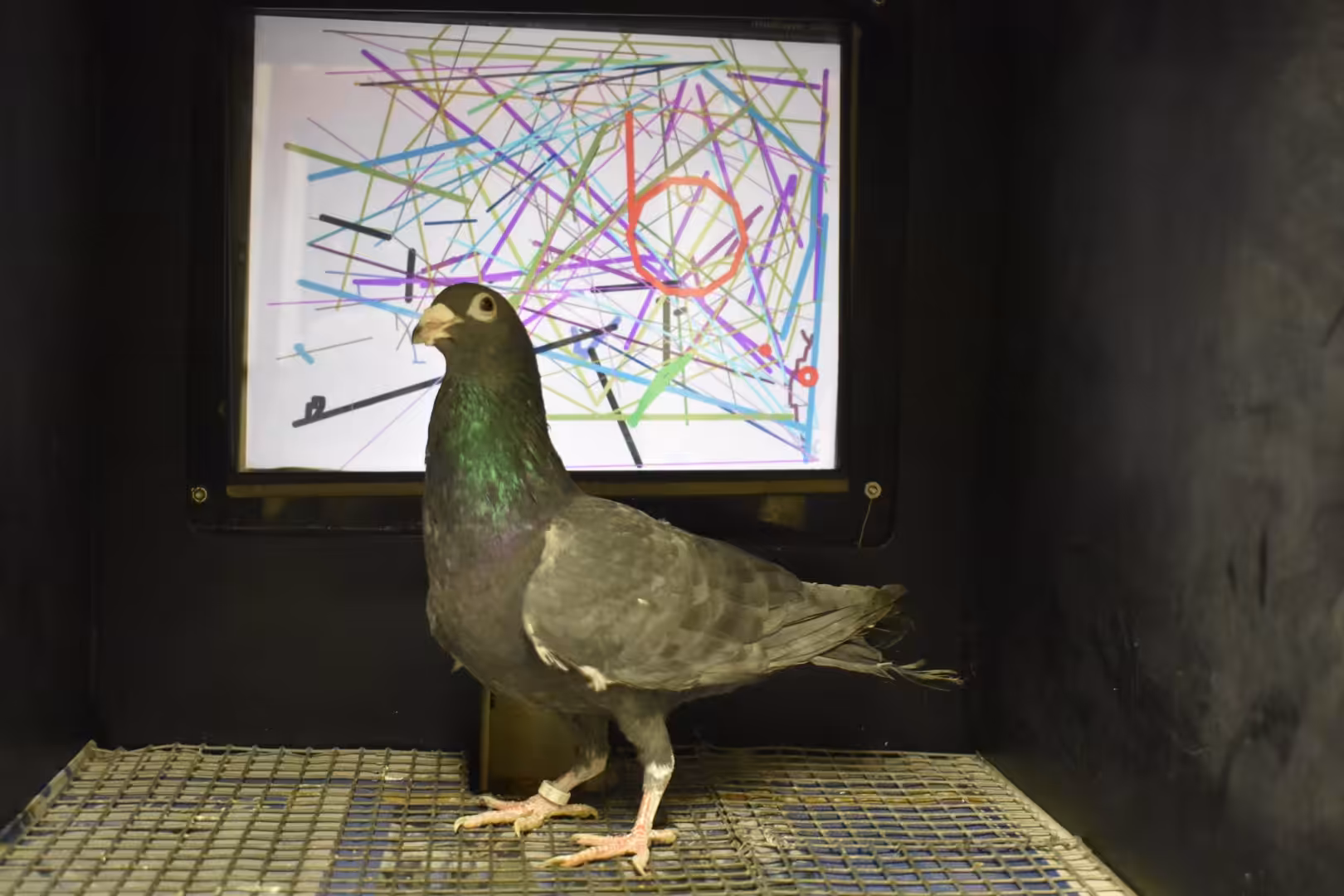 Herriot with masterpiece 2022
