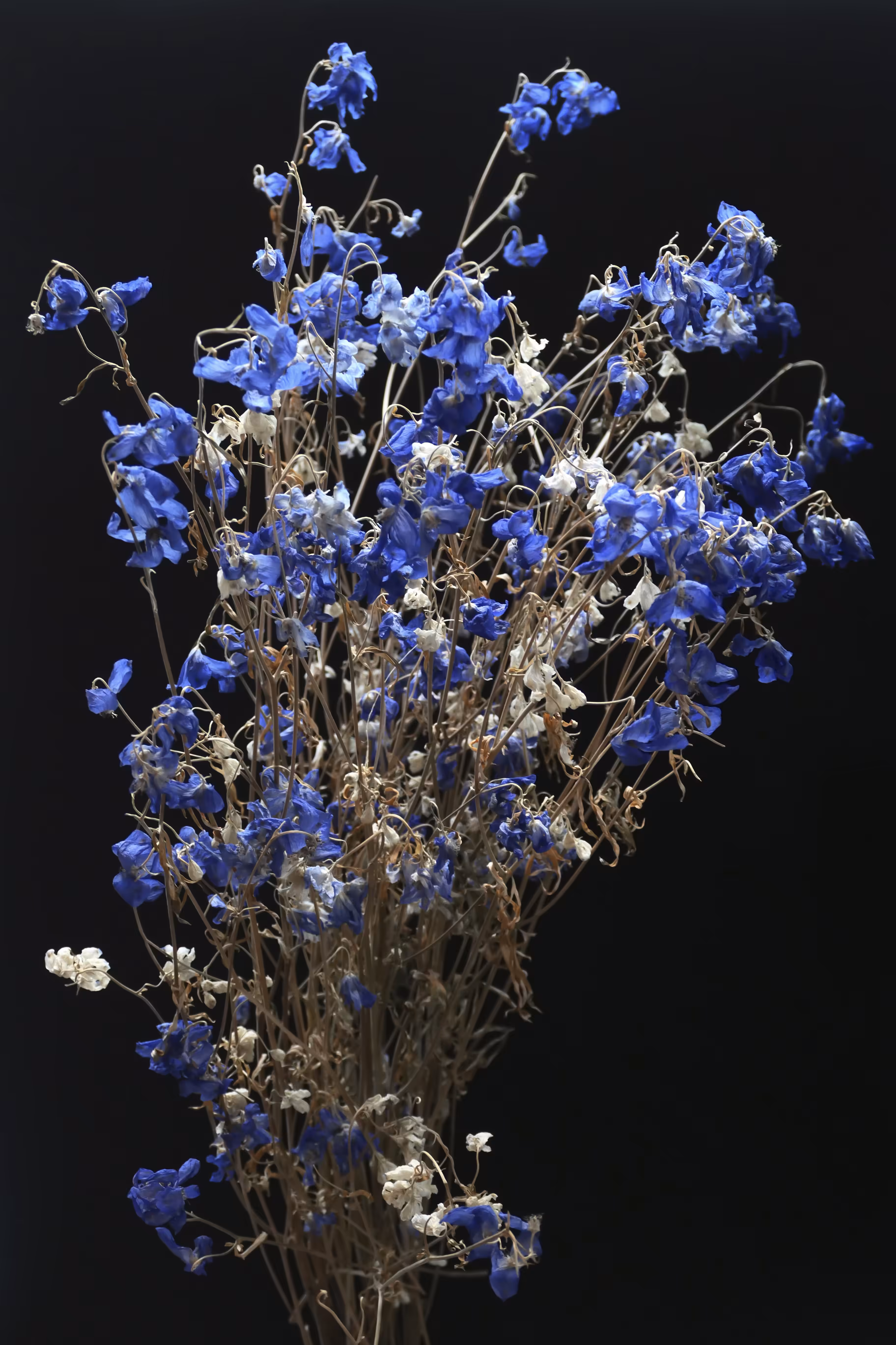 Delphinium
