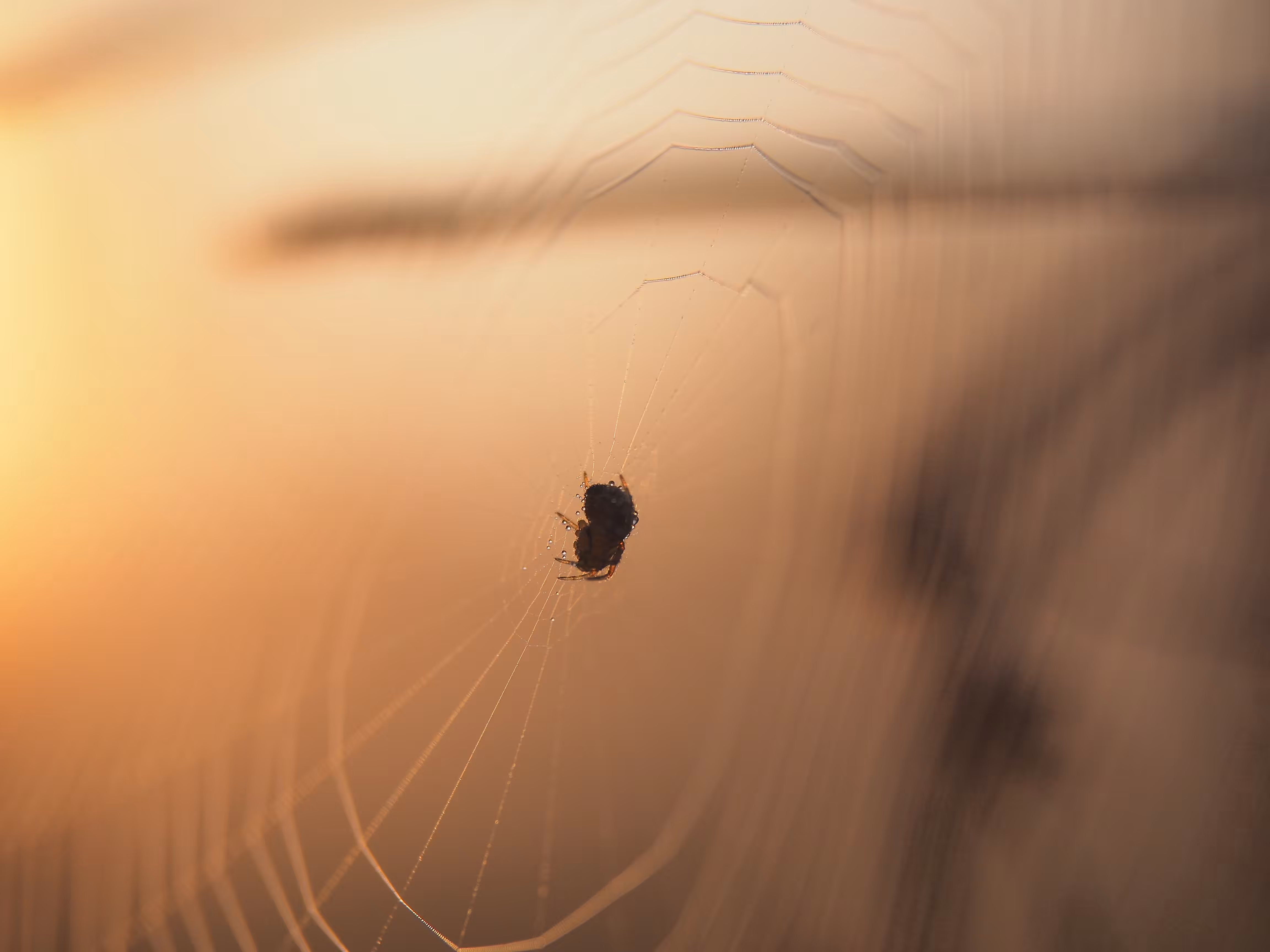 A Bug's Life - Predator 002