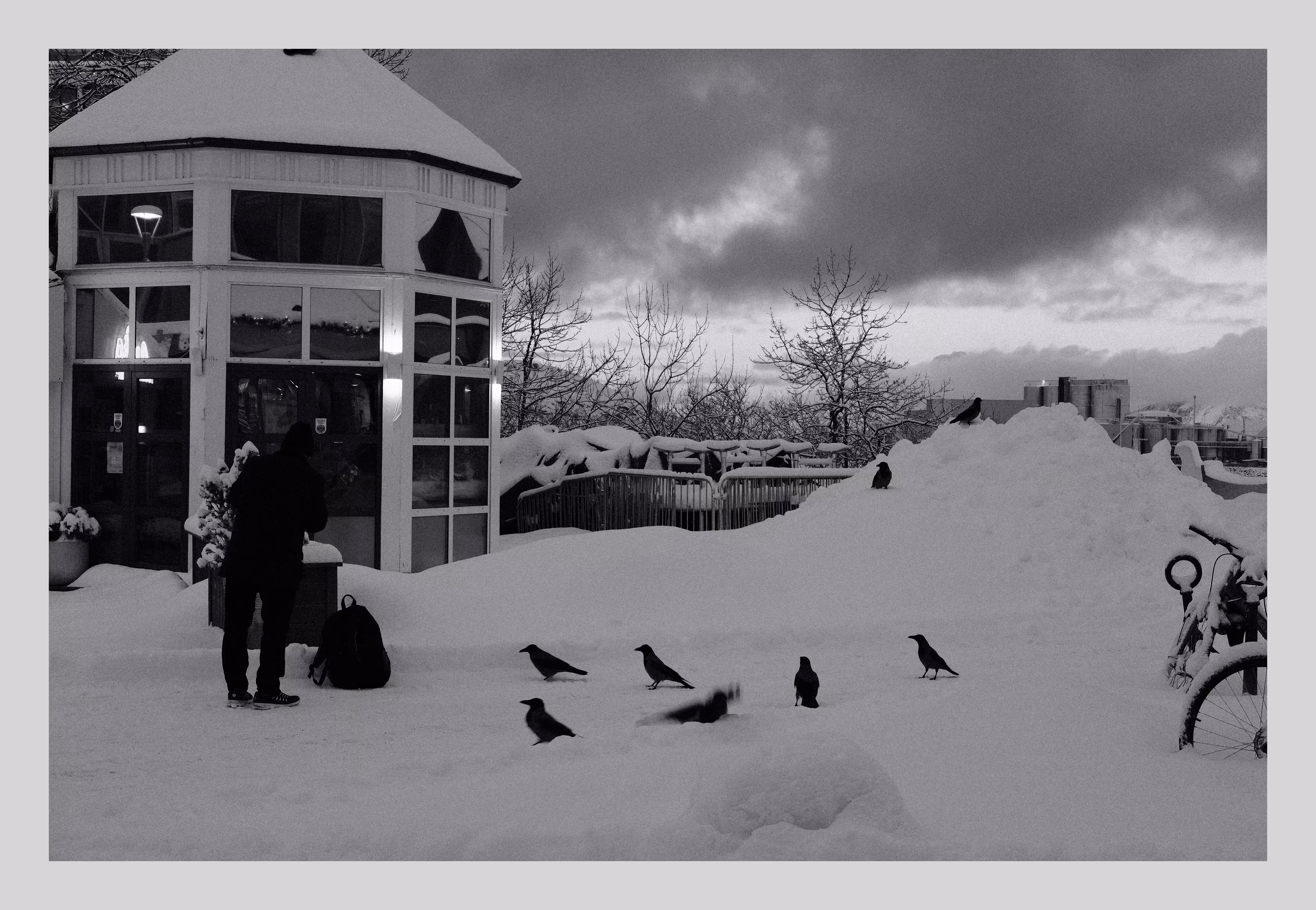 The Crows