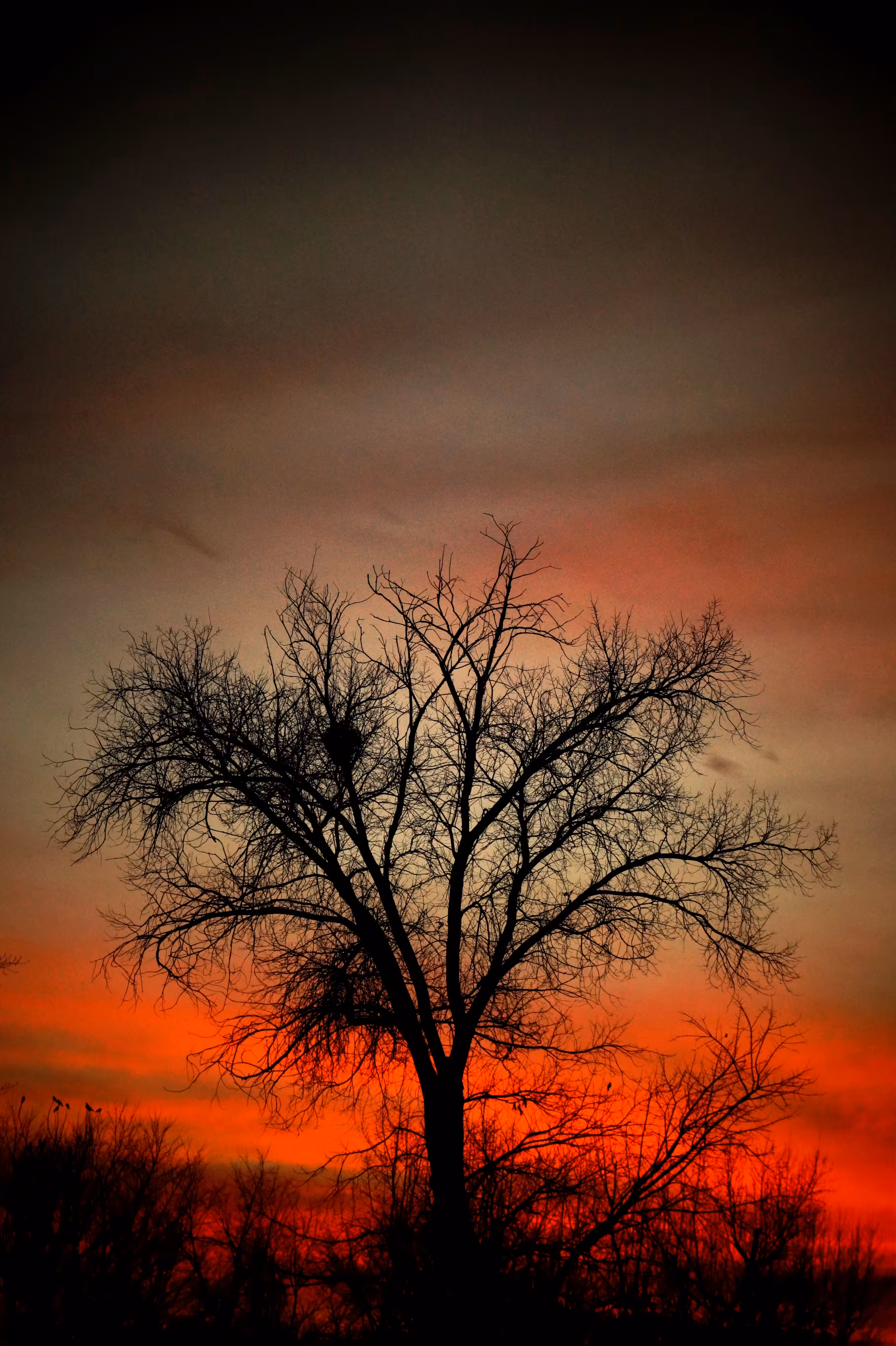 Tree at sunset
