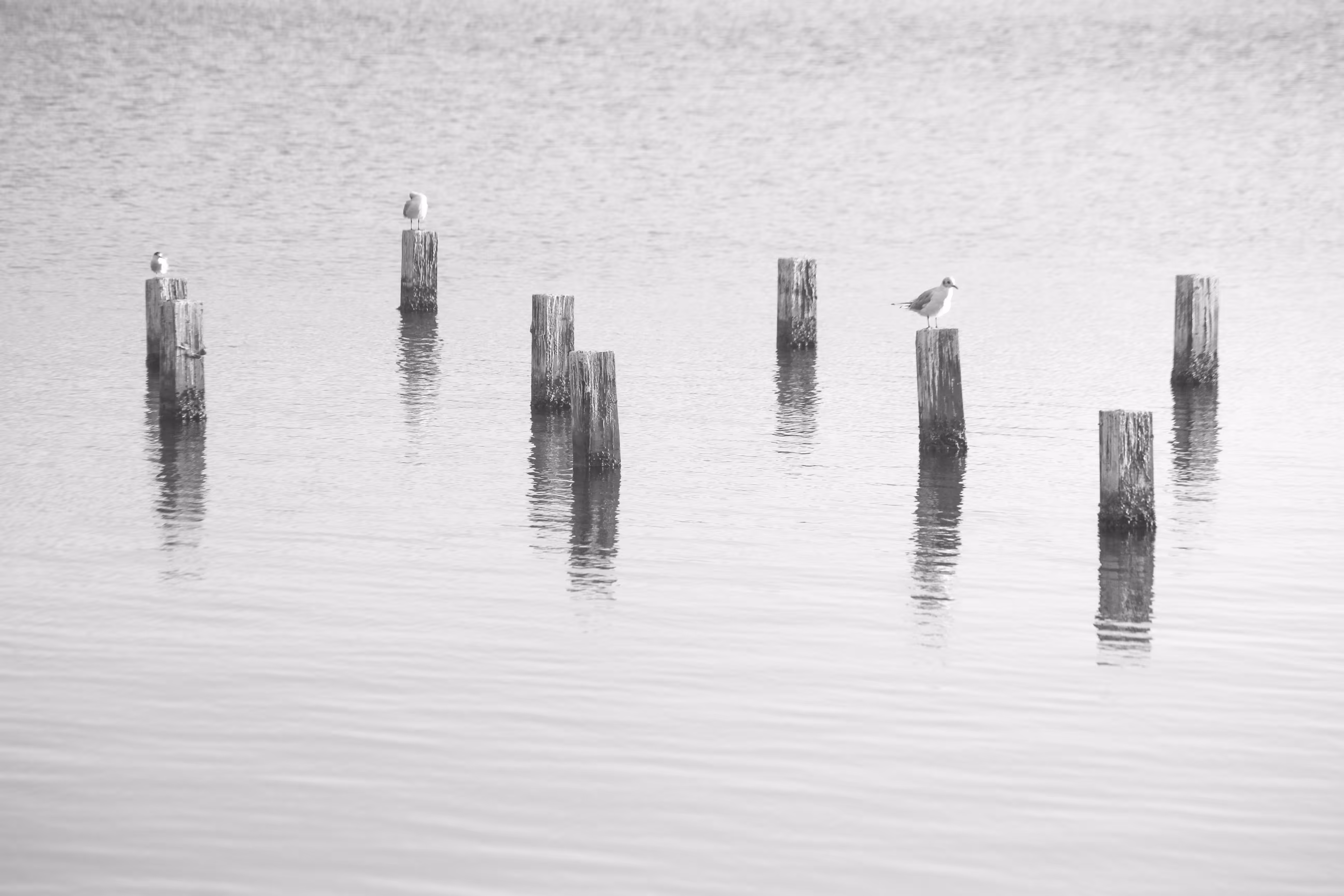 Tranquil Perch