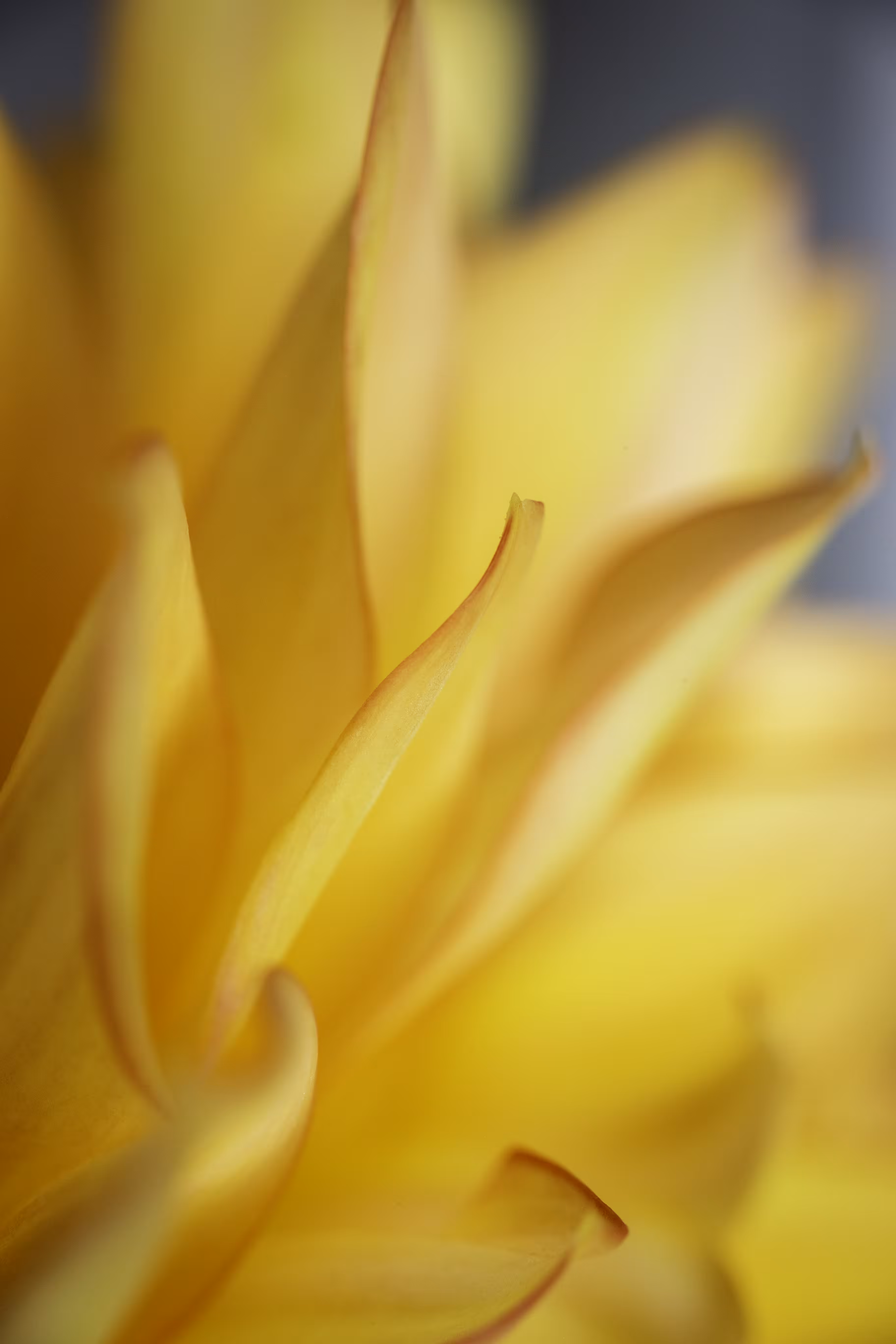 Butterscotch