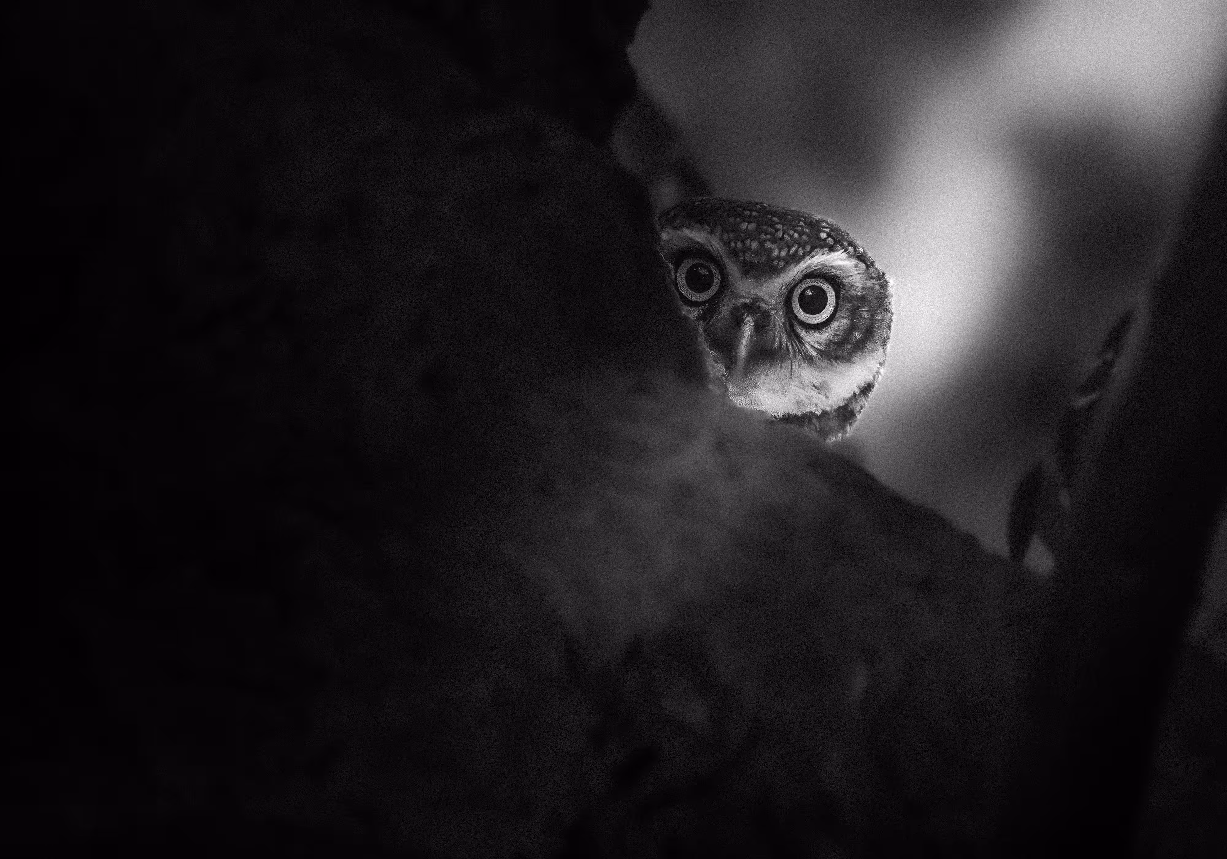 Hello !!! 🦉