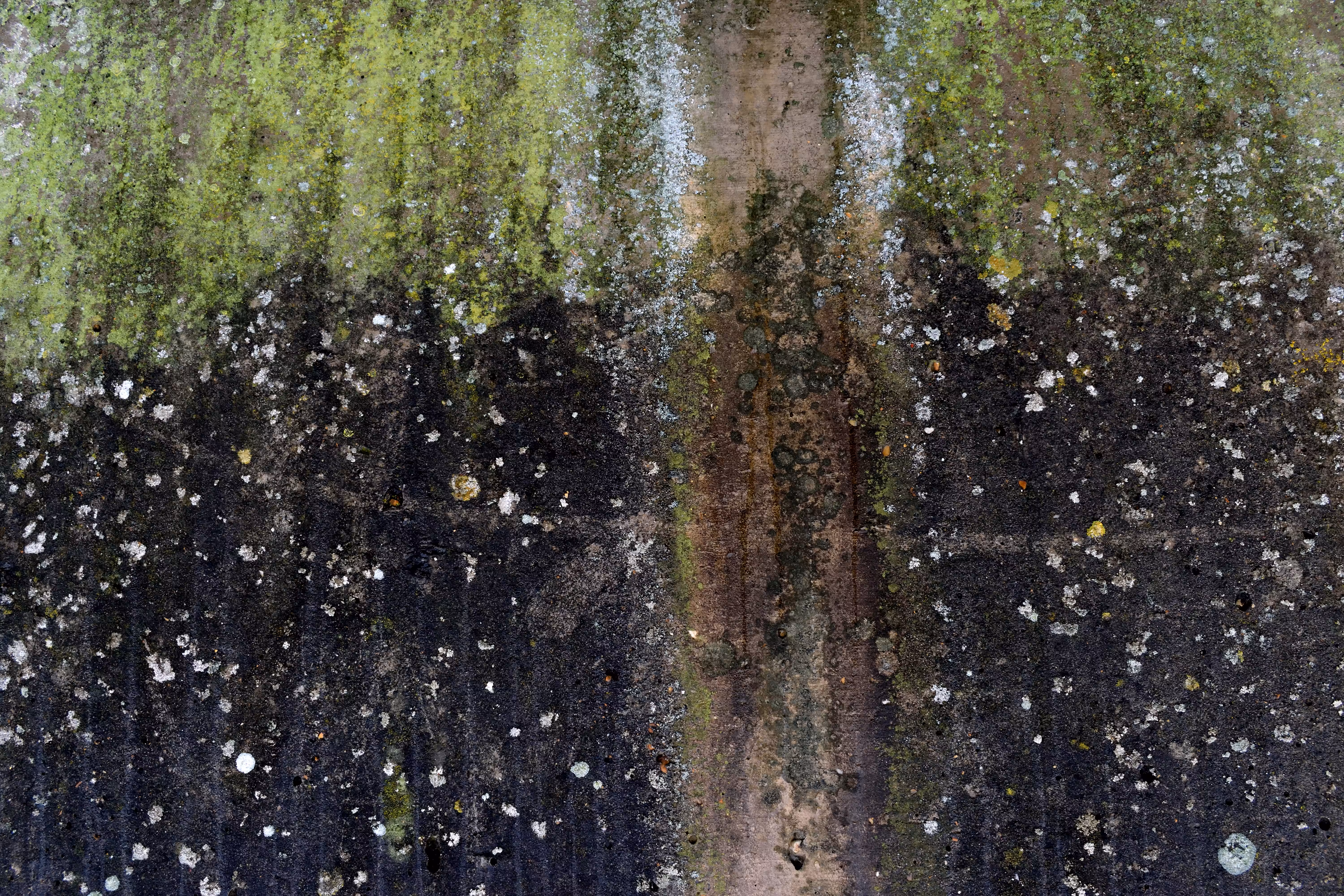 Firefly Forest