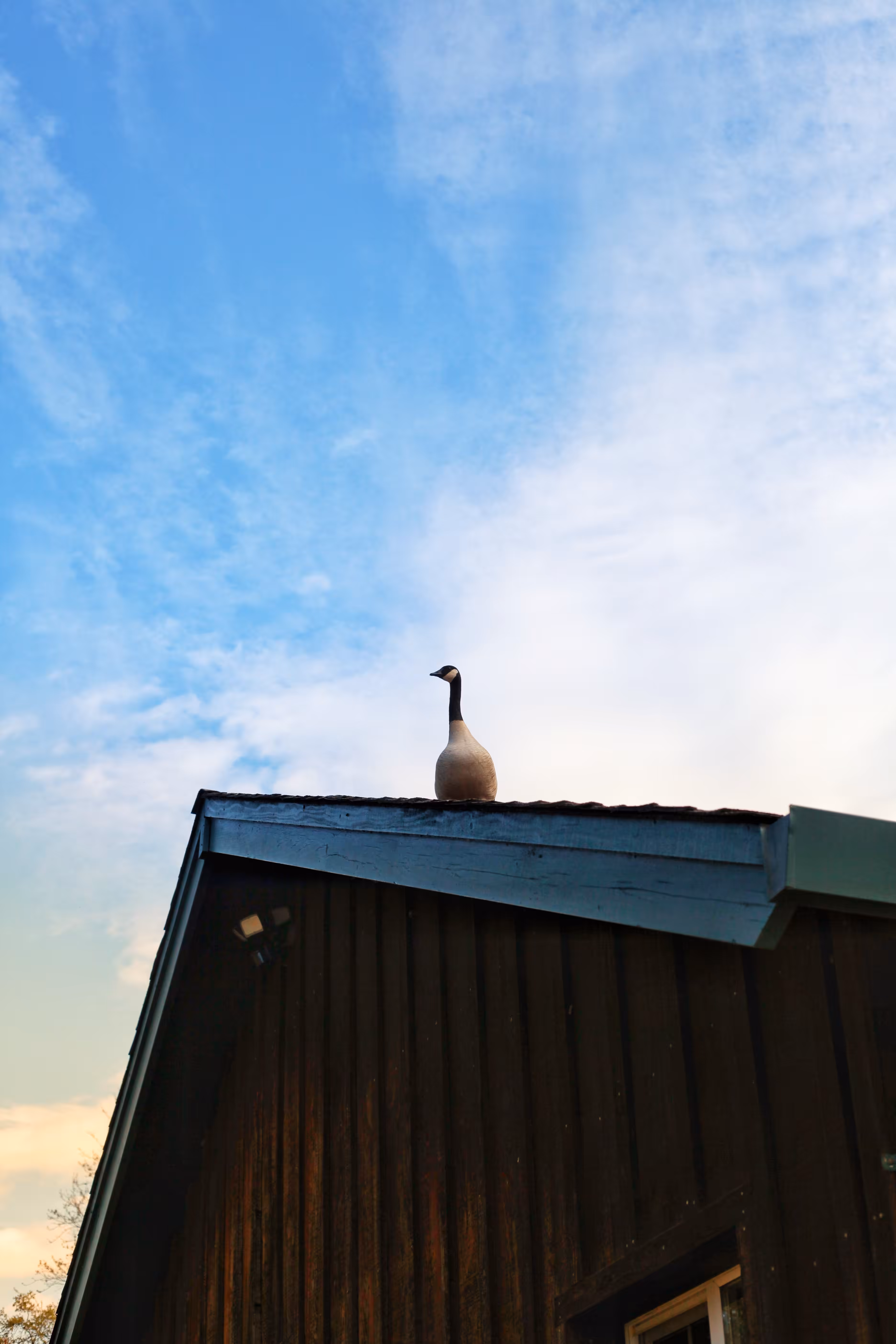 Super Chumbino Tezos Club 2026: Goose on a roof