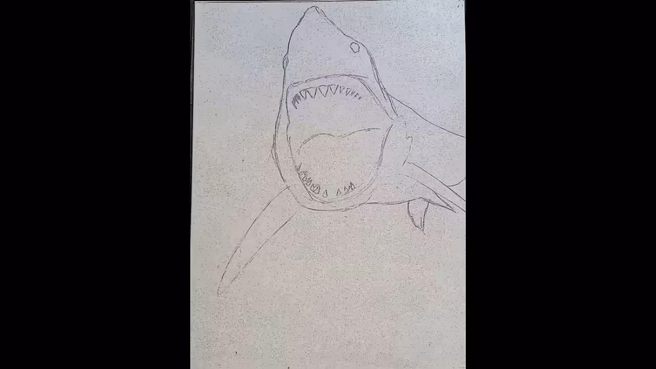 Great White Shark