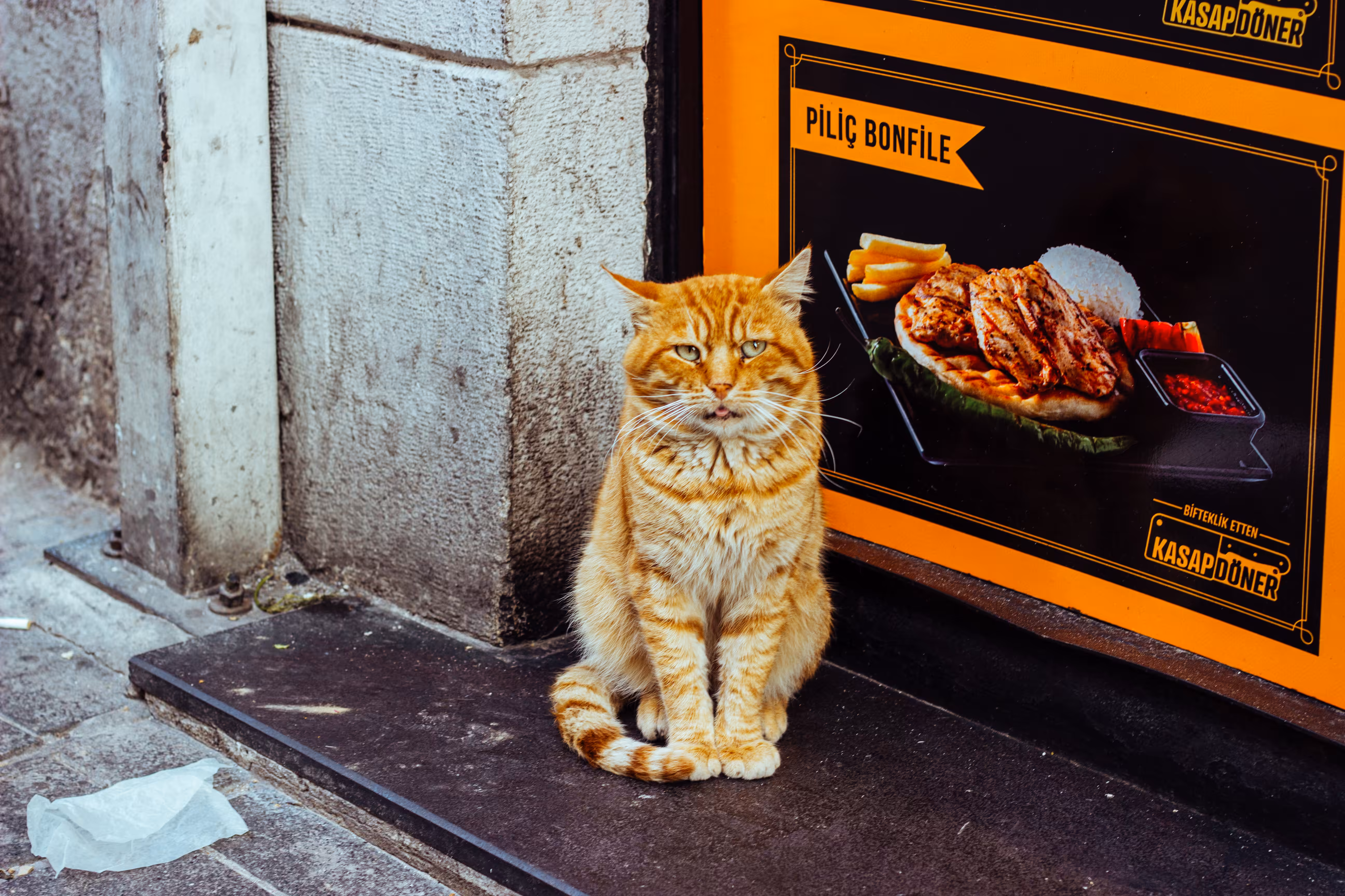 Ginger cat