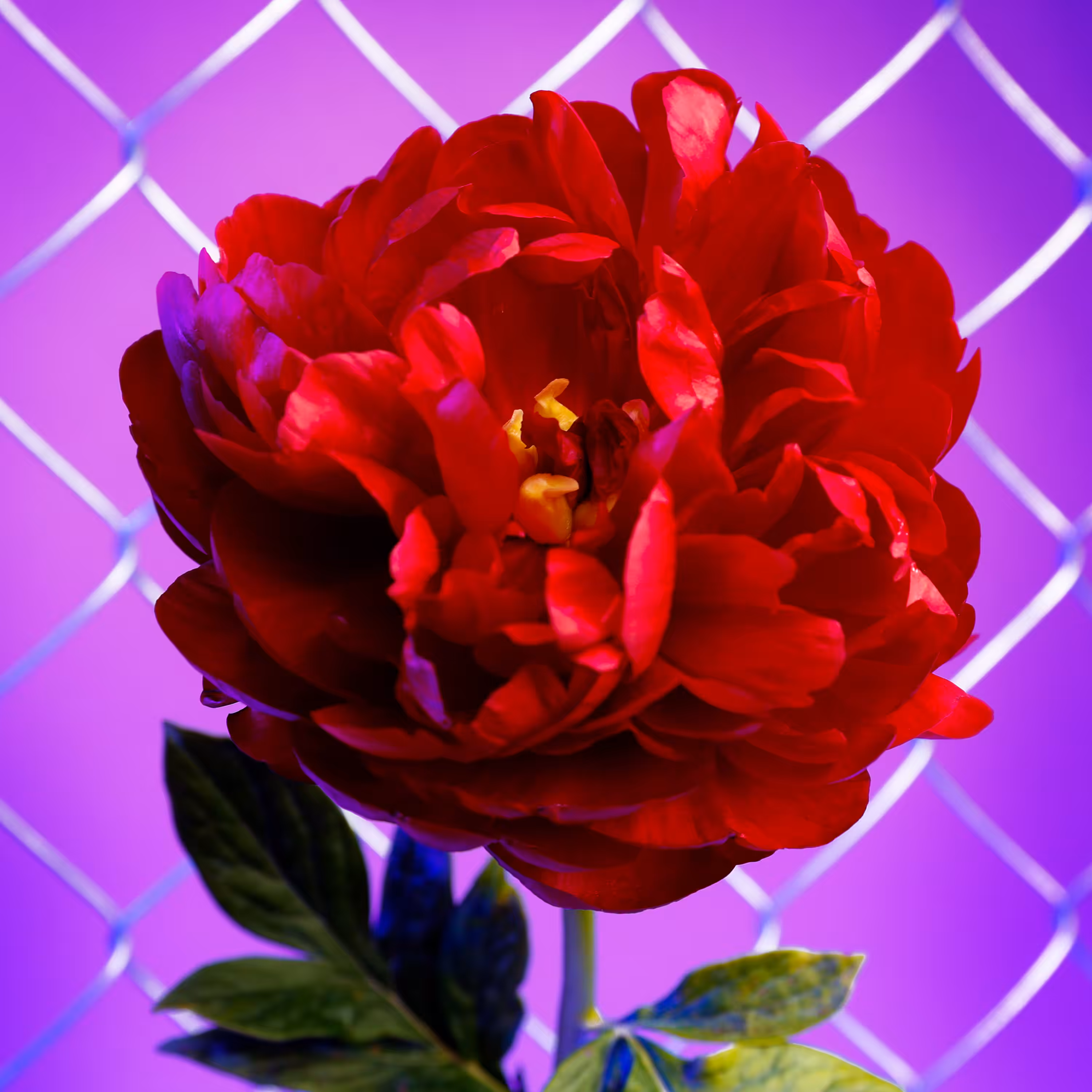 Flower #30