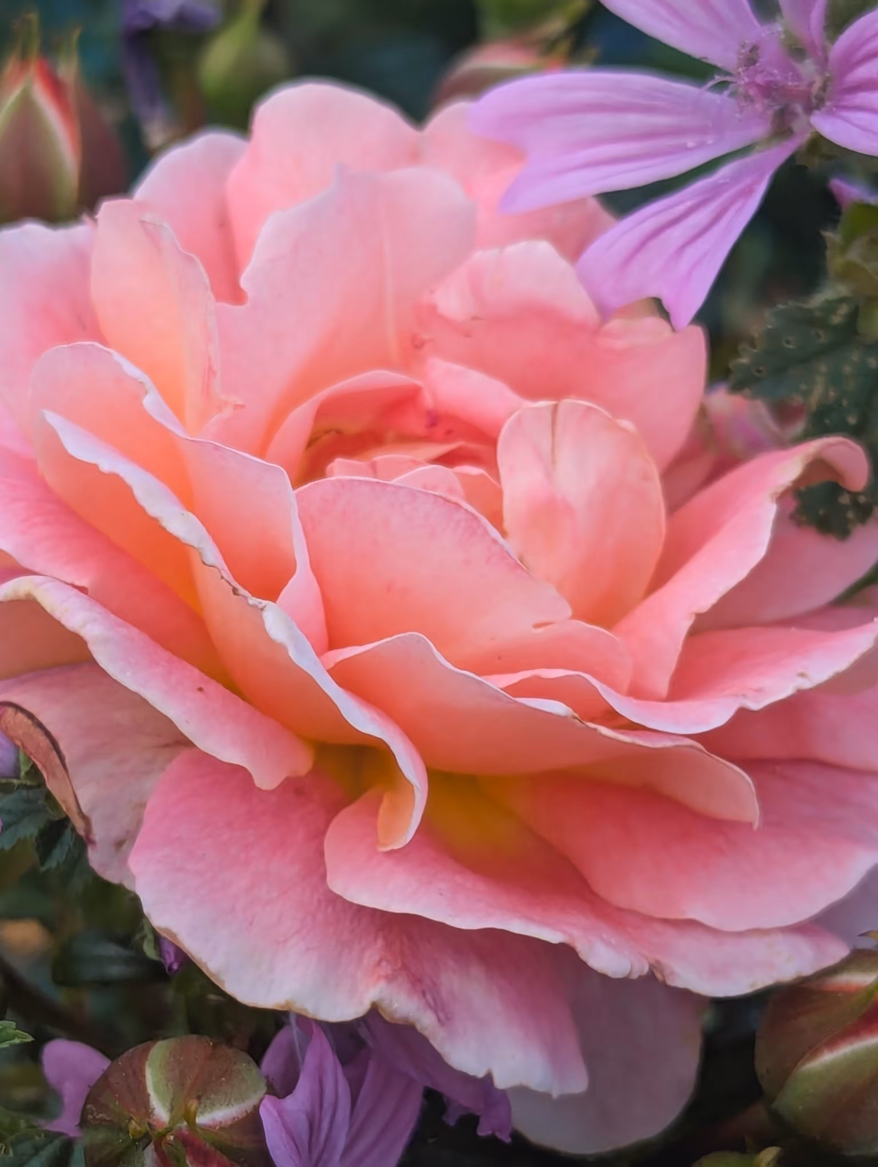 Luke_0x1 Photography : Pastel paradise 
